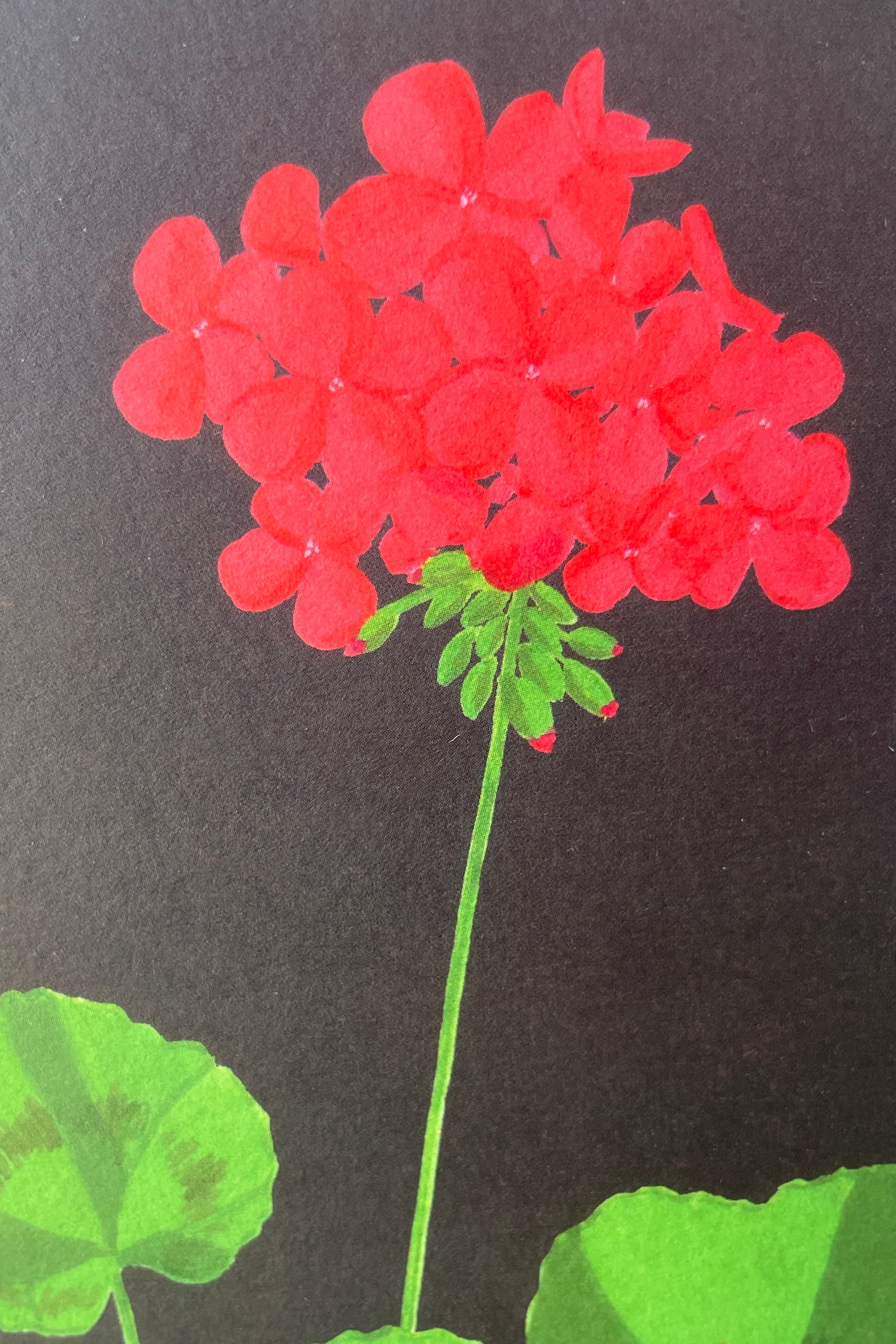 Detail of the bright red flower of the Stengun Barbican Geranium greeting card.