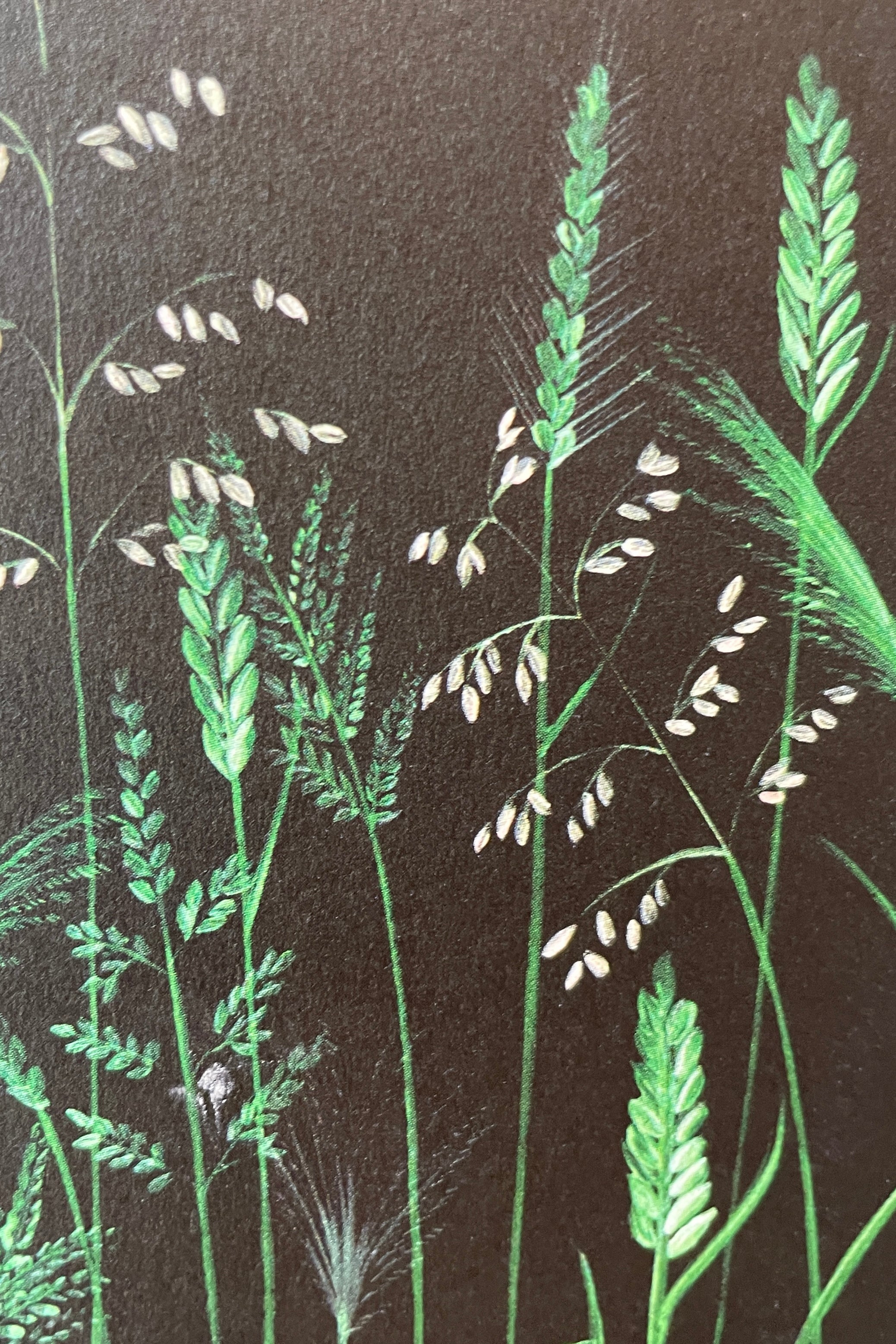 A close up of the Chelsea Grasses greeting card by Stengun Drawings