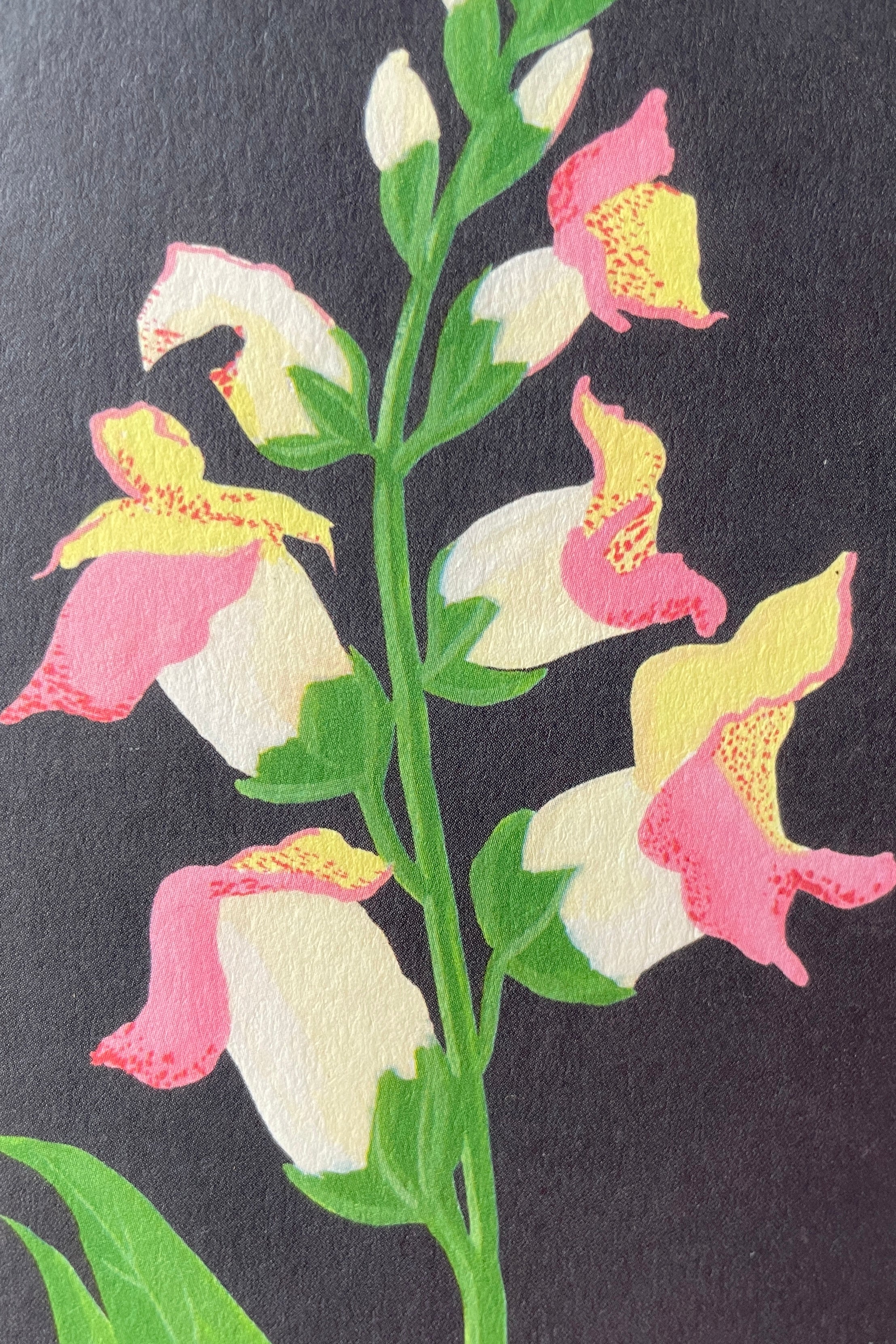 A detail of the snapdragon on the Stengun snapdragon card showing the detail of the flower.