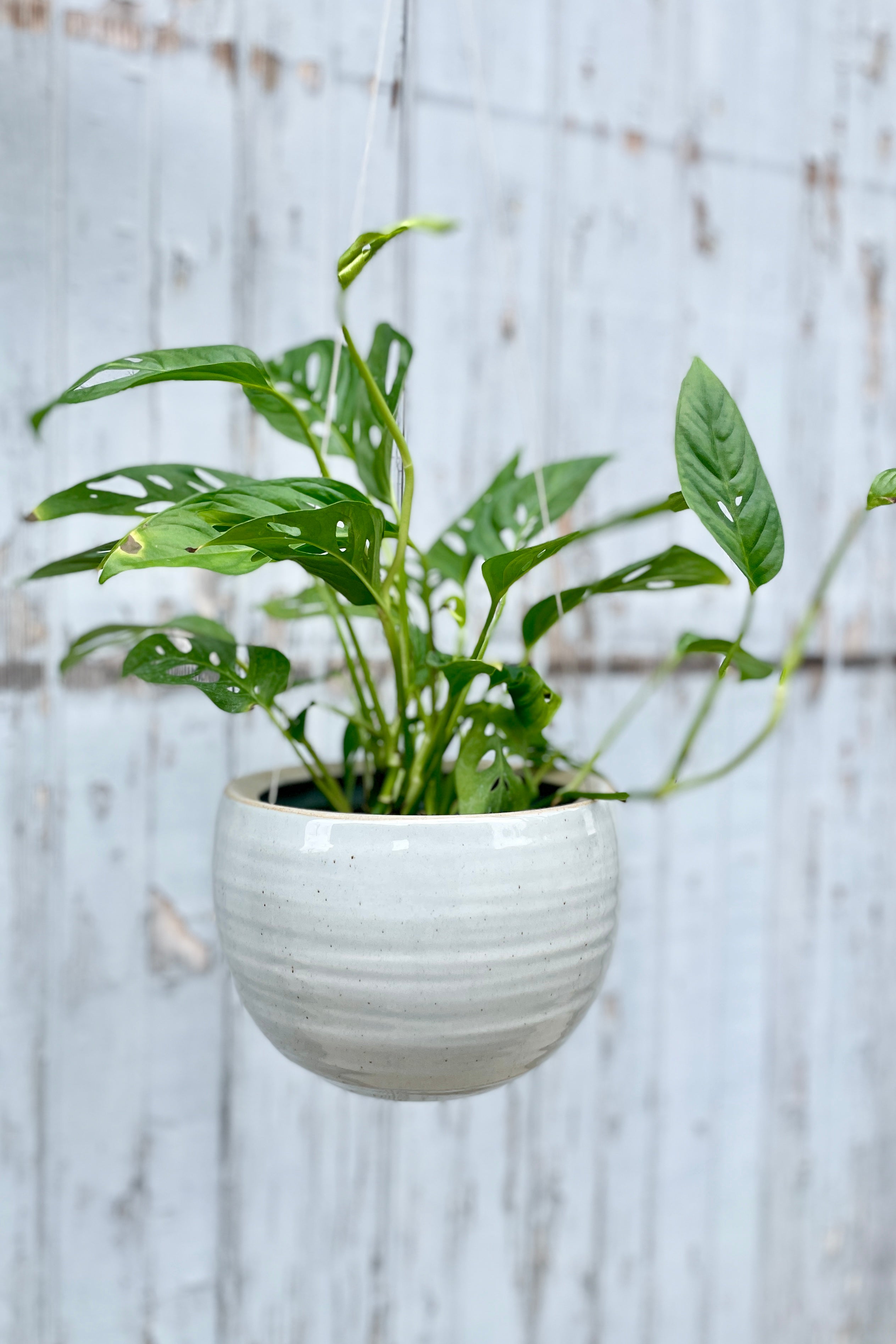 Grey crackle spherical hanging planter with a Swiss cheese plant inside hanging in front of a wood wall.