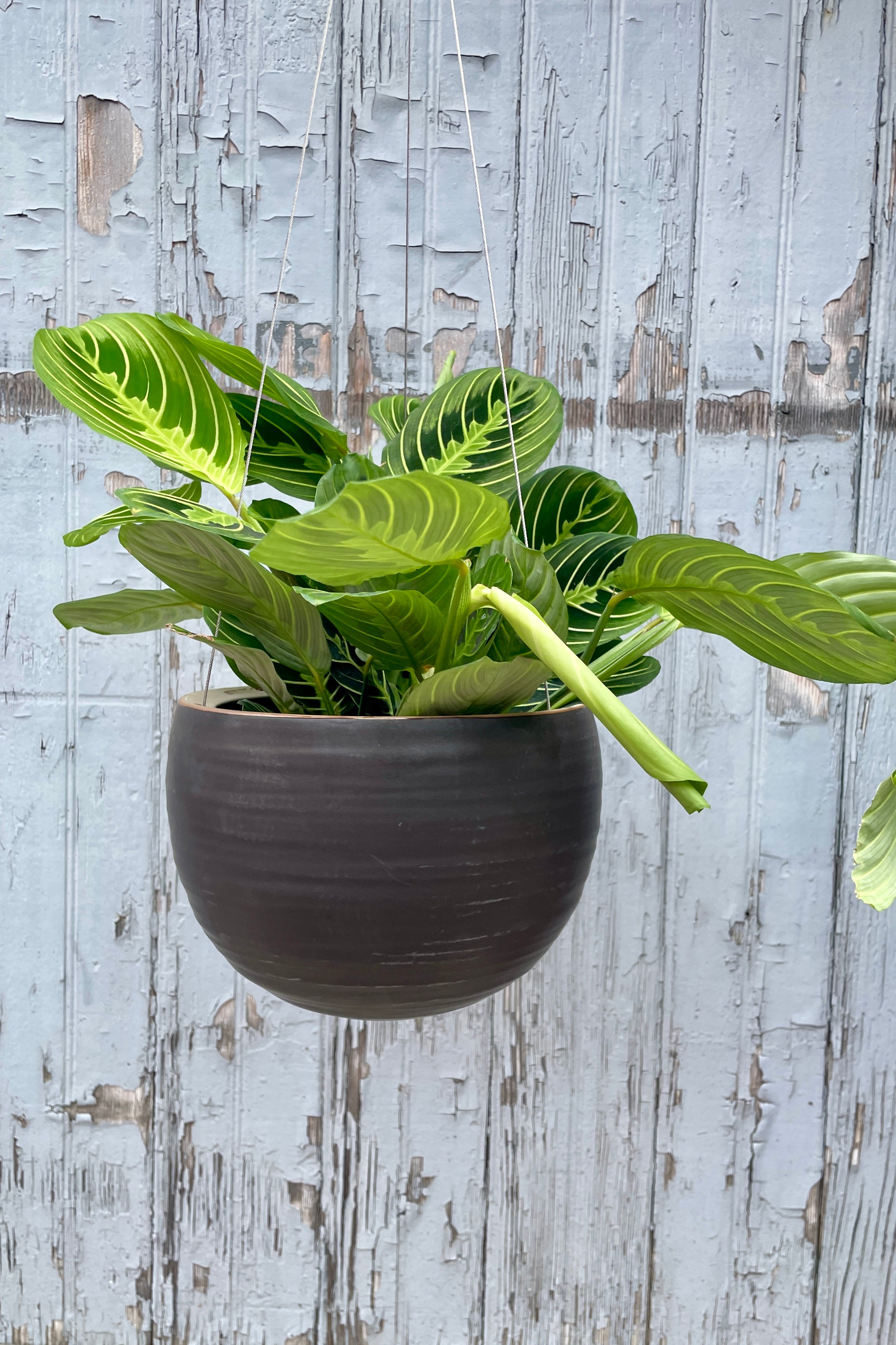 Spherical hanging planter in matte black with a Maranta plant inside at Sprout Home.