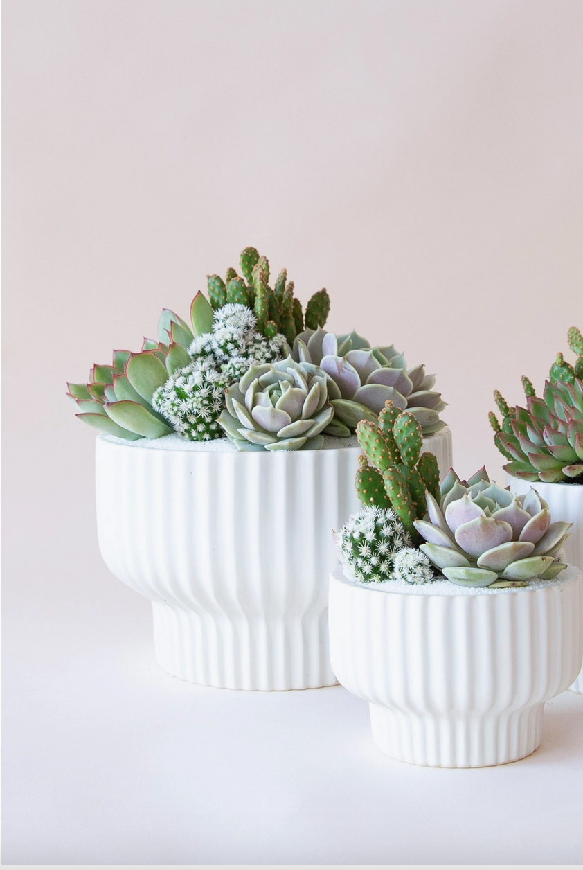 White Presley planter planted with Succulents by Jungle Club.