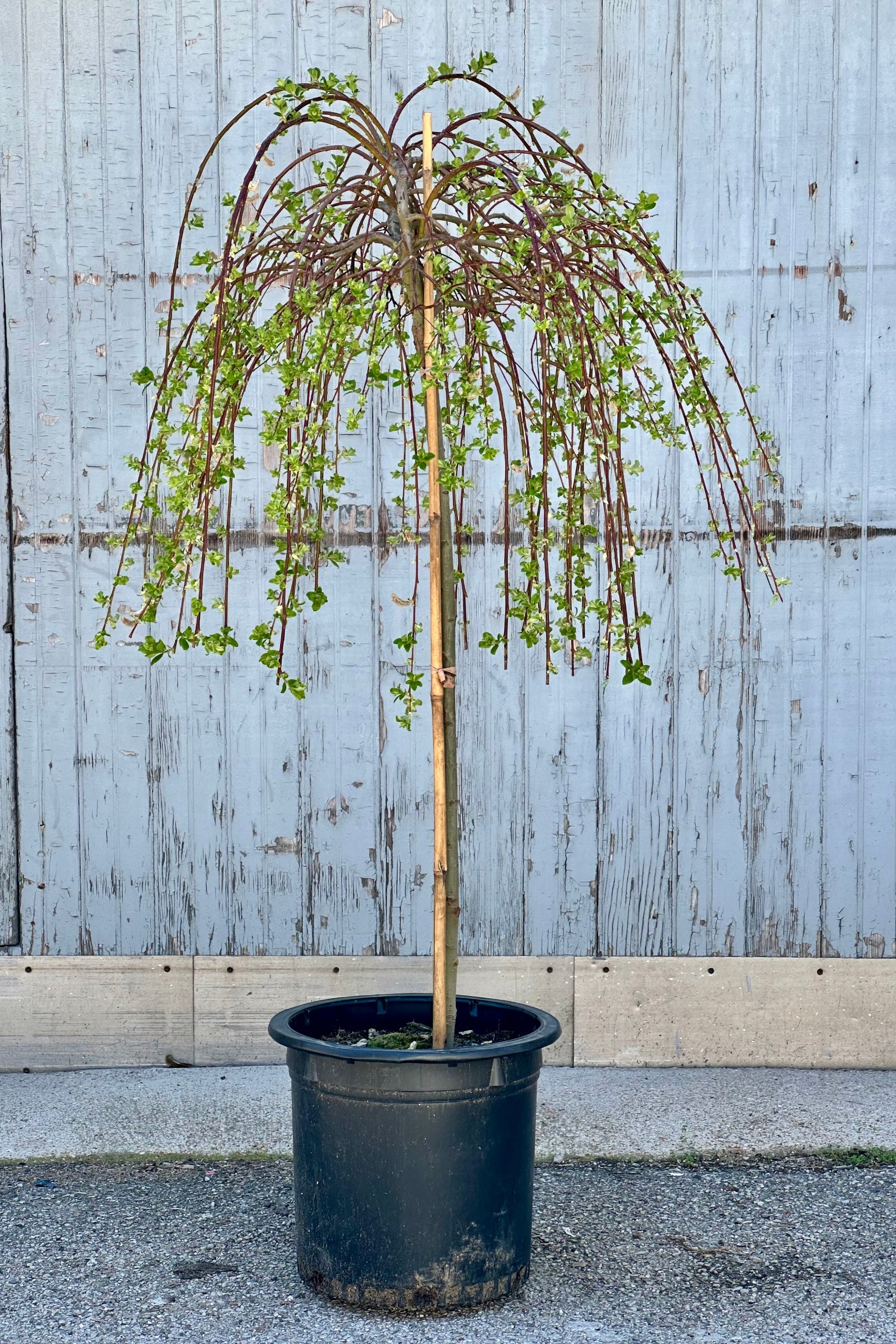 willow house plants Salix c. 'Pendula' #10 standard