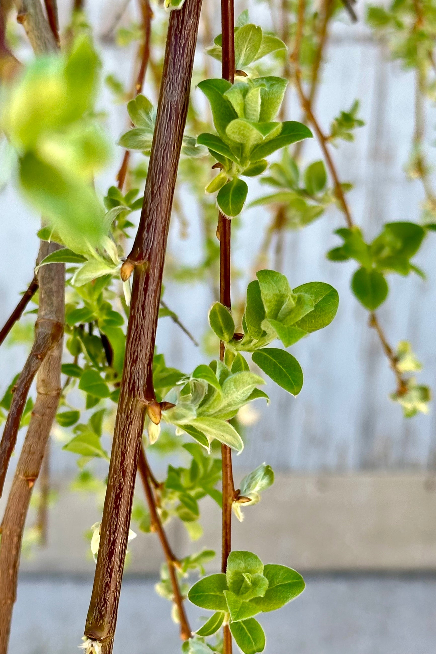Salix tree detail showing its green ovate leaves and woody stems. ©Sprout Home