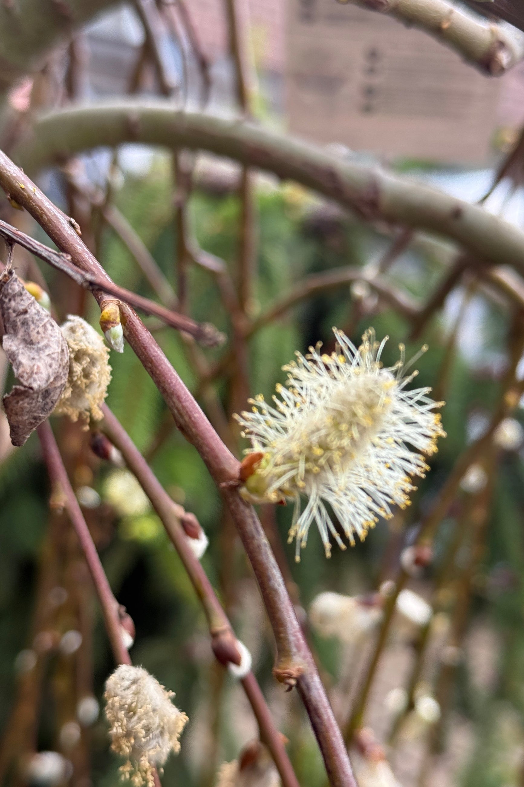 Detail of the pussy willows up close the middle of April ©Sprout Home