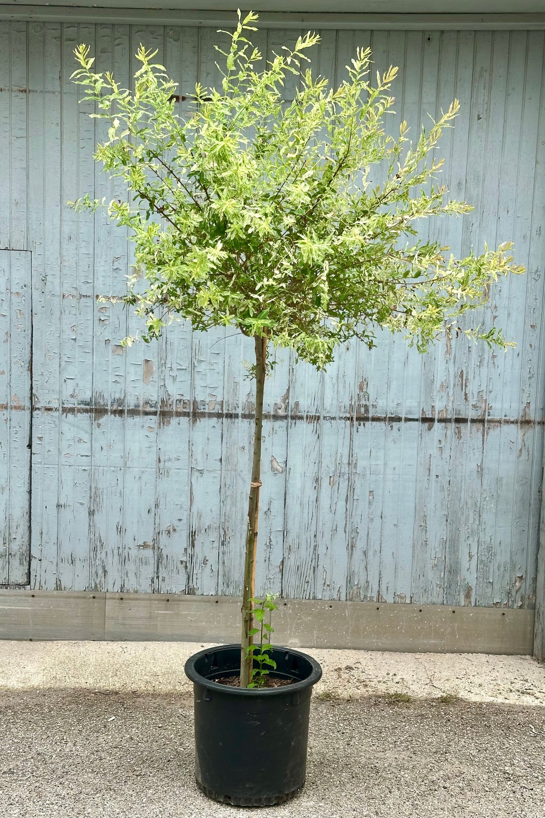 Salix 'Hakuro Nishiki' tree form in a #10 growers pot the beginning of June with green and cream leaves. ©Sprout Home