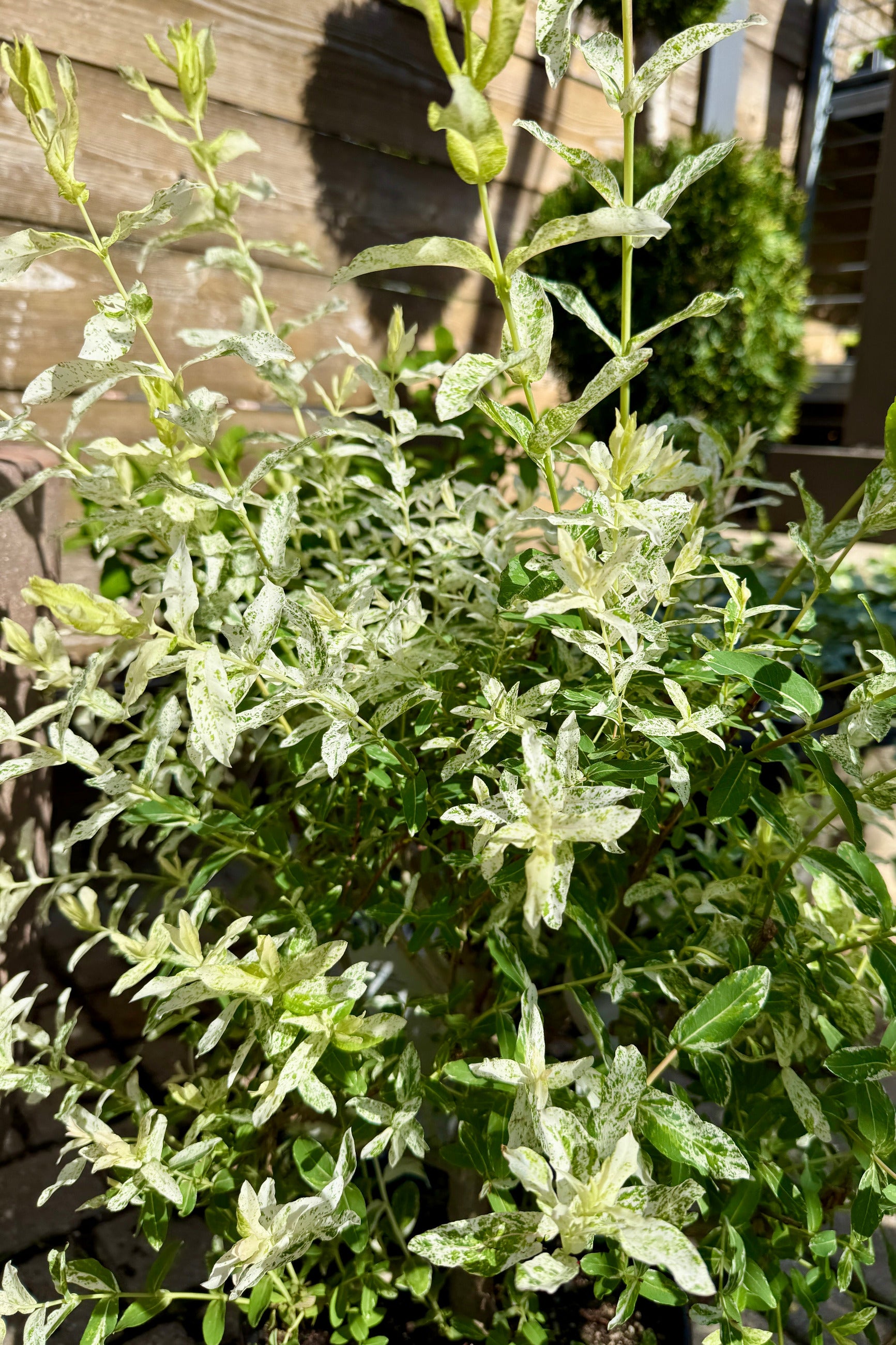 Salix integra 'Hakuro Nishiki' shrub the beginning of May showing off its white and green foliage against a wooden fence background ©Sprout Home