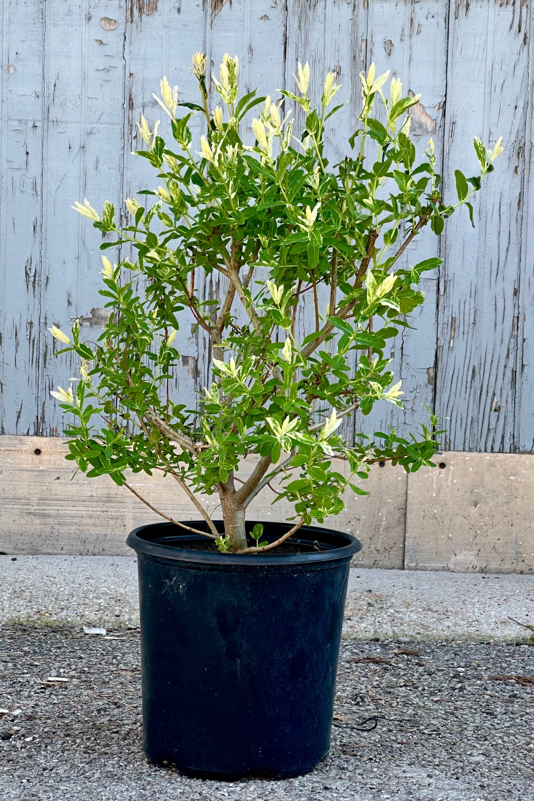 Salix 'Hakuro Nishiki' in a #2 growers pot the end of April with its fresh variegated leaves just starting to open. ©Sprout Home