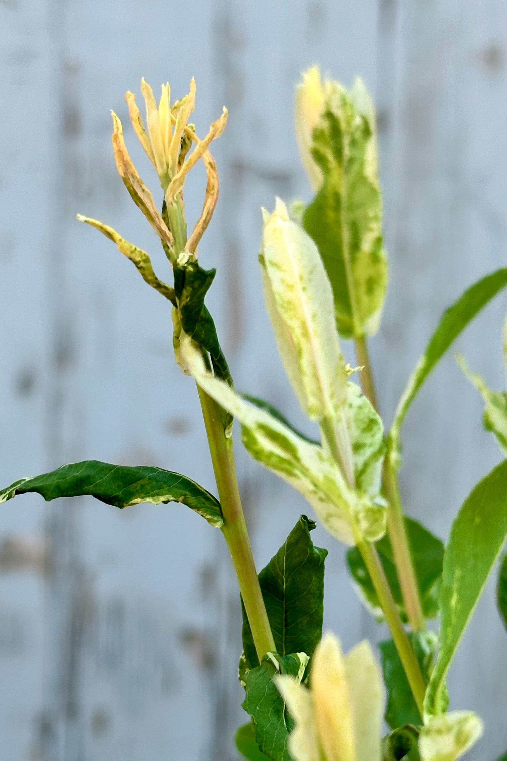 Detail of the variegated green and white leaves with a touch of pink on fresh leaves the end of April on the Salix 'Hakuro Nishiki' shrub. ©Sprout Home