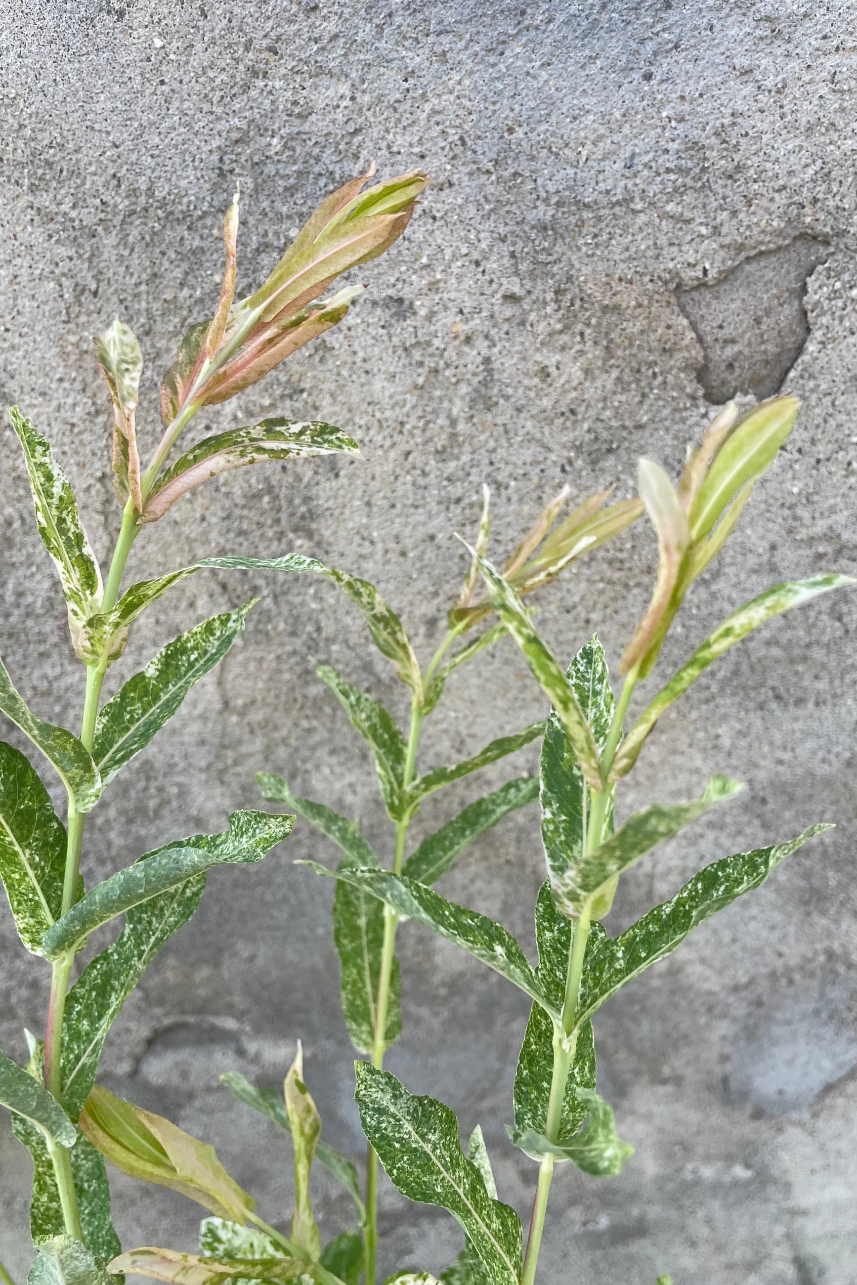 Salix 'Hakuro Nishiki' detail picure of the tips of the branches the end of May showing the cream and green variegation with hints of pink. ©Sprout Home