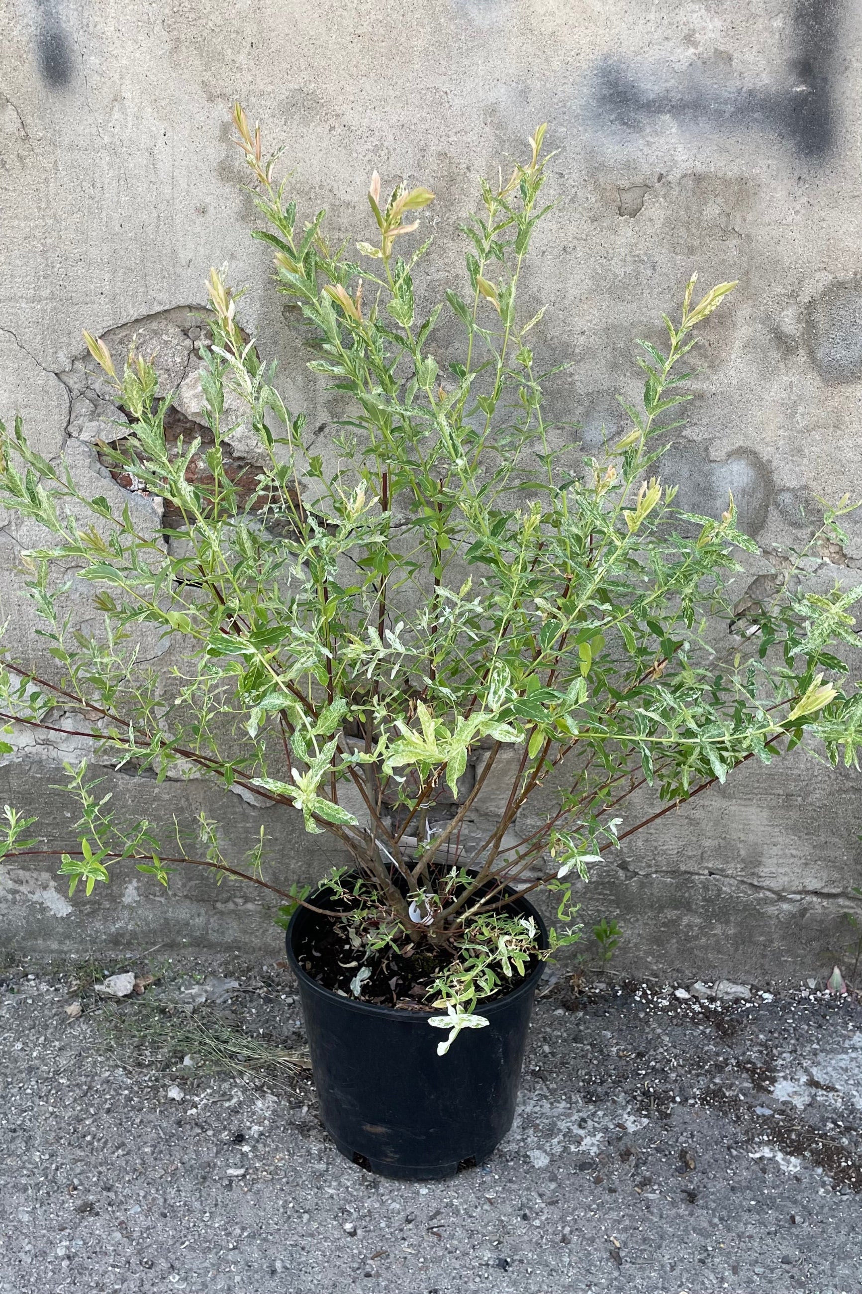 Salix 'Hakuro Nishiki' in a #3 growers pot the end of May showing its cream and green variegation with hints of pink tips in front of a concrete wall. ©Sprout Home