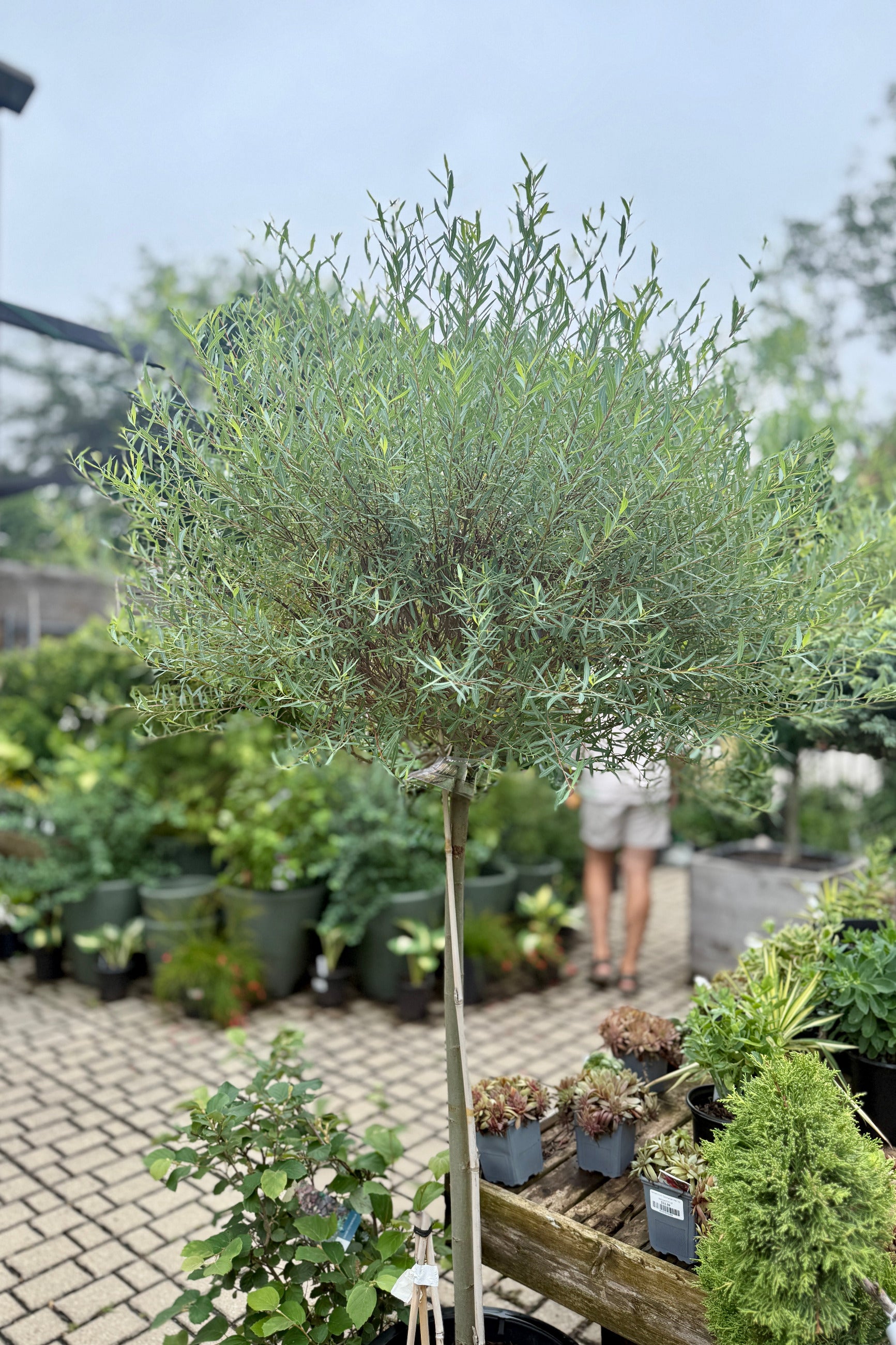 Salix p. 'Nana' standard tree form #10 the beginning of July in the Sprout Home yard ©Sprout Home