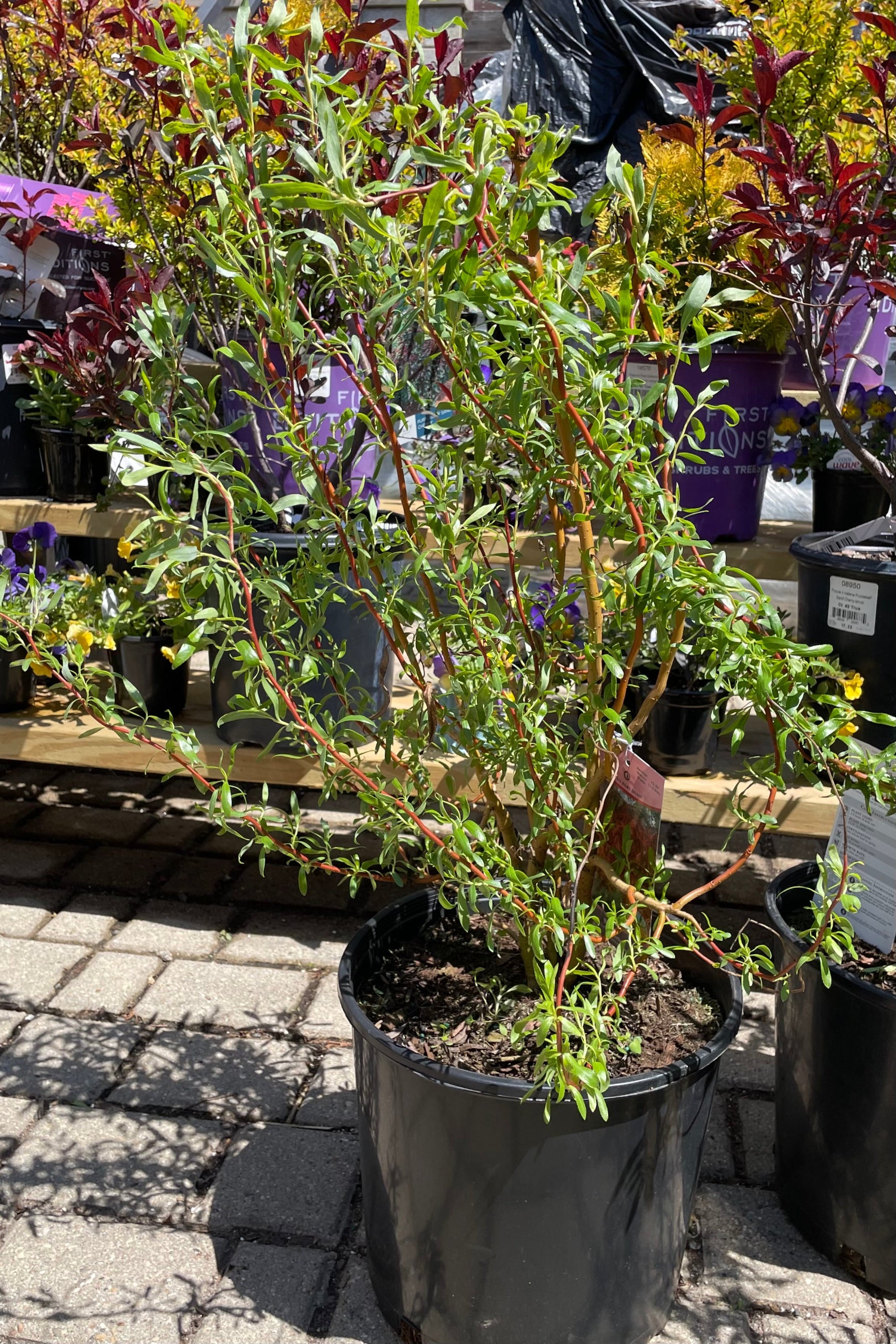 Salix 'Scarlet Curls' in a #3 pot size the beginning of May just starting to leaf out showing the green leaves and dark curling branches. ©Sprout Home
