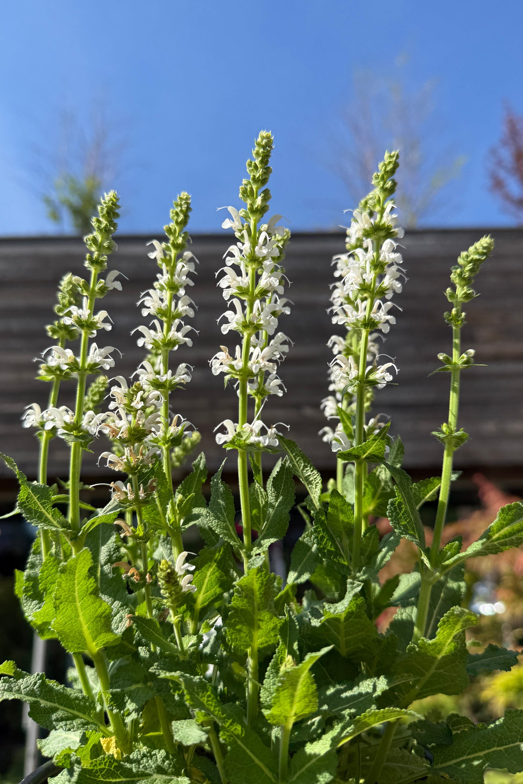White flowers of the Salvia 'Bumblesnow' the middle of May with a blurred background ©Sprout Home