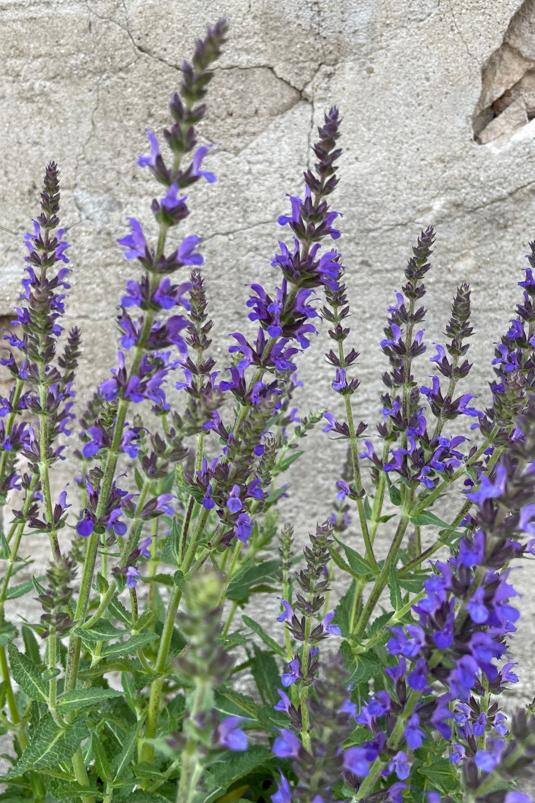 Detail picture of the vivid purple flower spikes of Salvia 'Marcus' in full bloom mid to late May ©Sprout Home