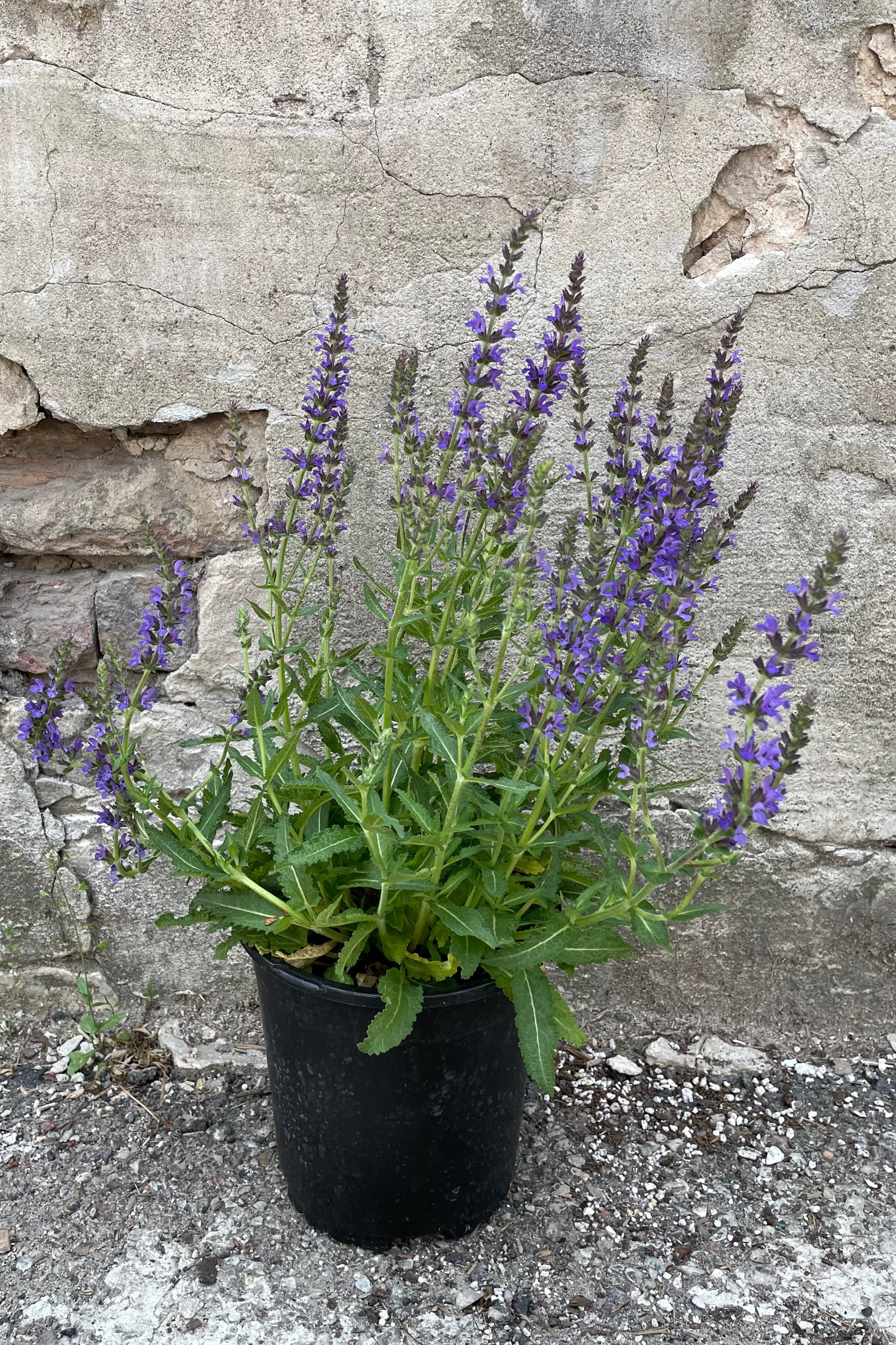 Salvia 'Marcus' in a #1 growers pot in full bloom with purple flower spikes mid to late May in front of a concrete wall. ©Sprout Home