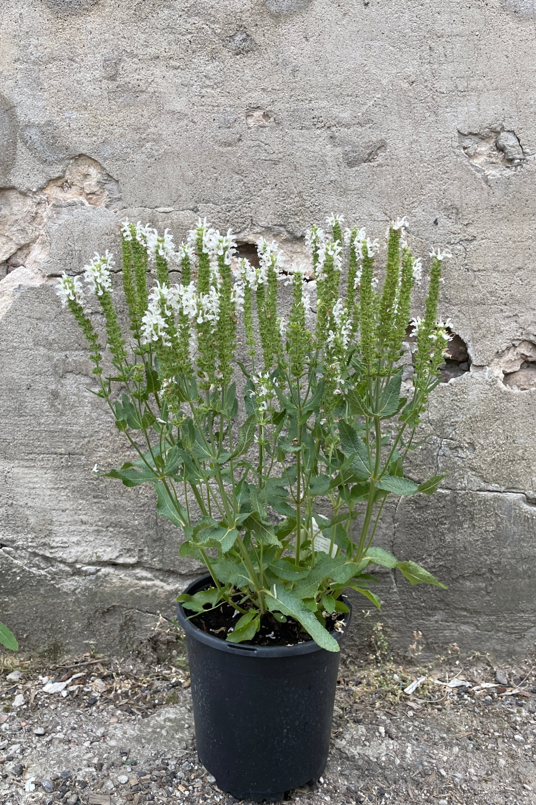 Salvia 'Lyrical White' perennial in bloom with white flowers in a #1 growers pot at Sprout home the middle of June. ©Sprout Home