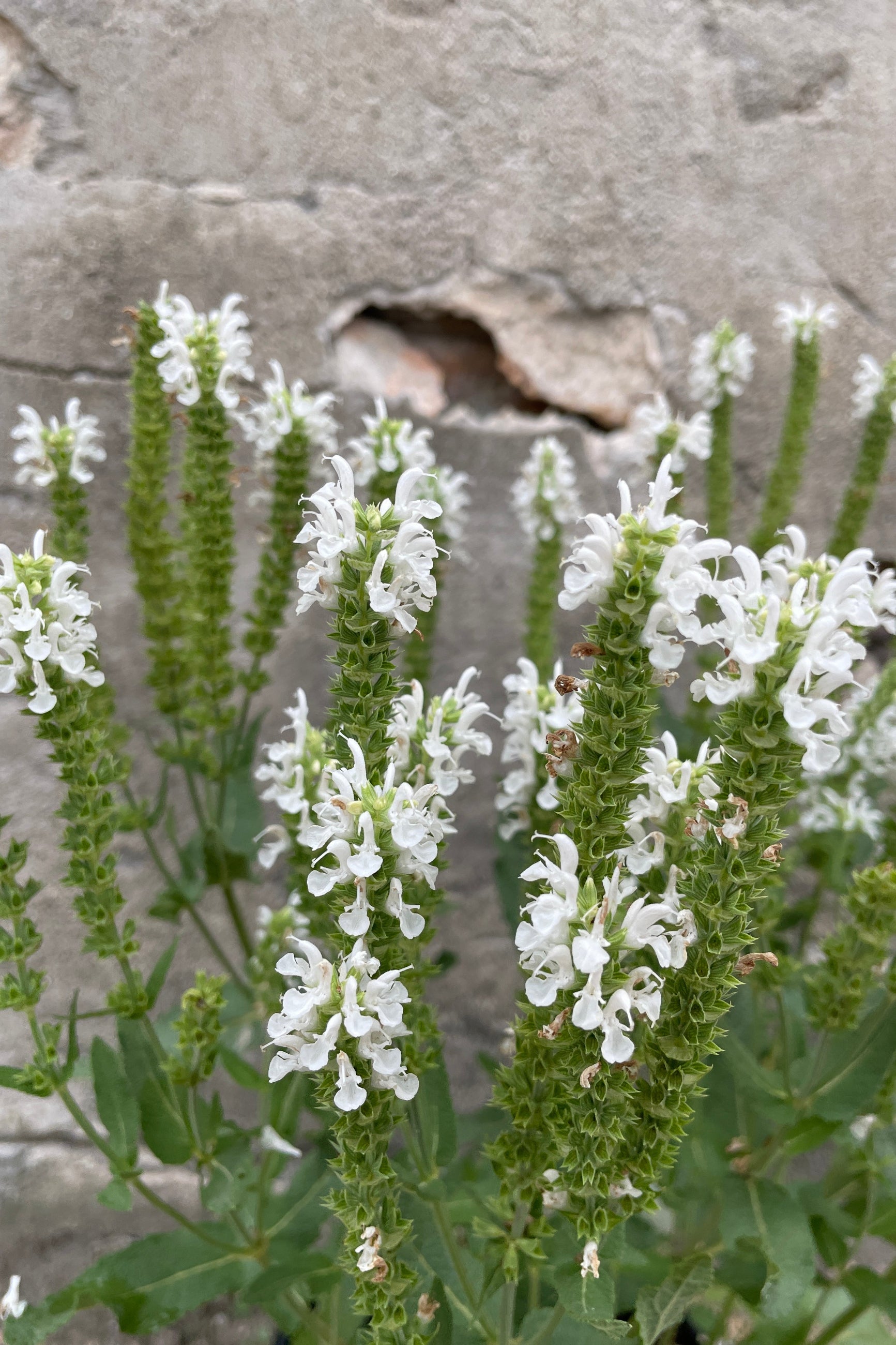 The white flowers of the Saliva 'Lyrical White' perennial the middle of June ©Sprout Home