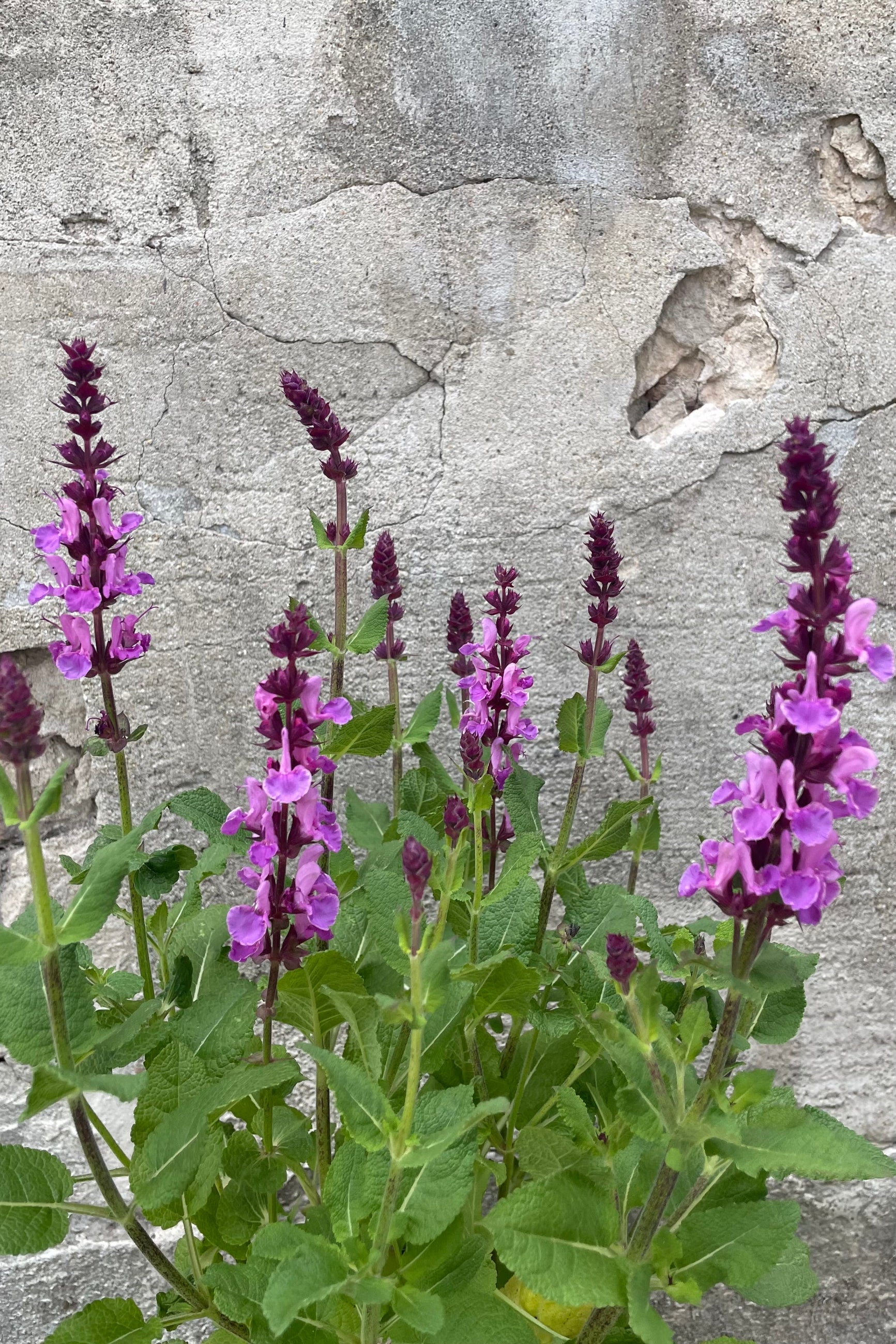 Salvia 'Rose Marvel' flowers rich purple rose the end of May popping above the foliage. ©Sprout Home