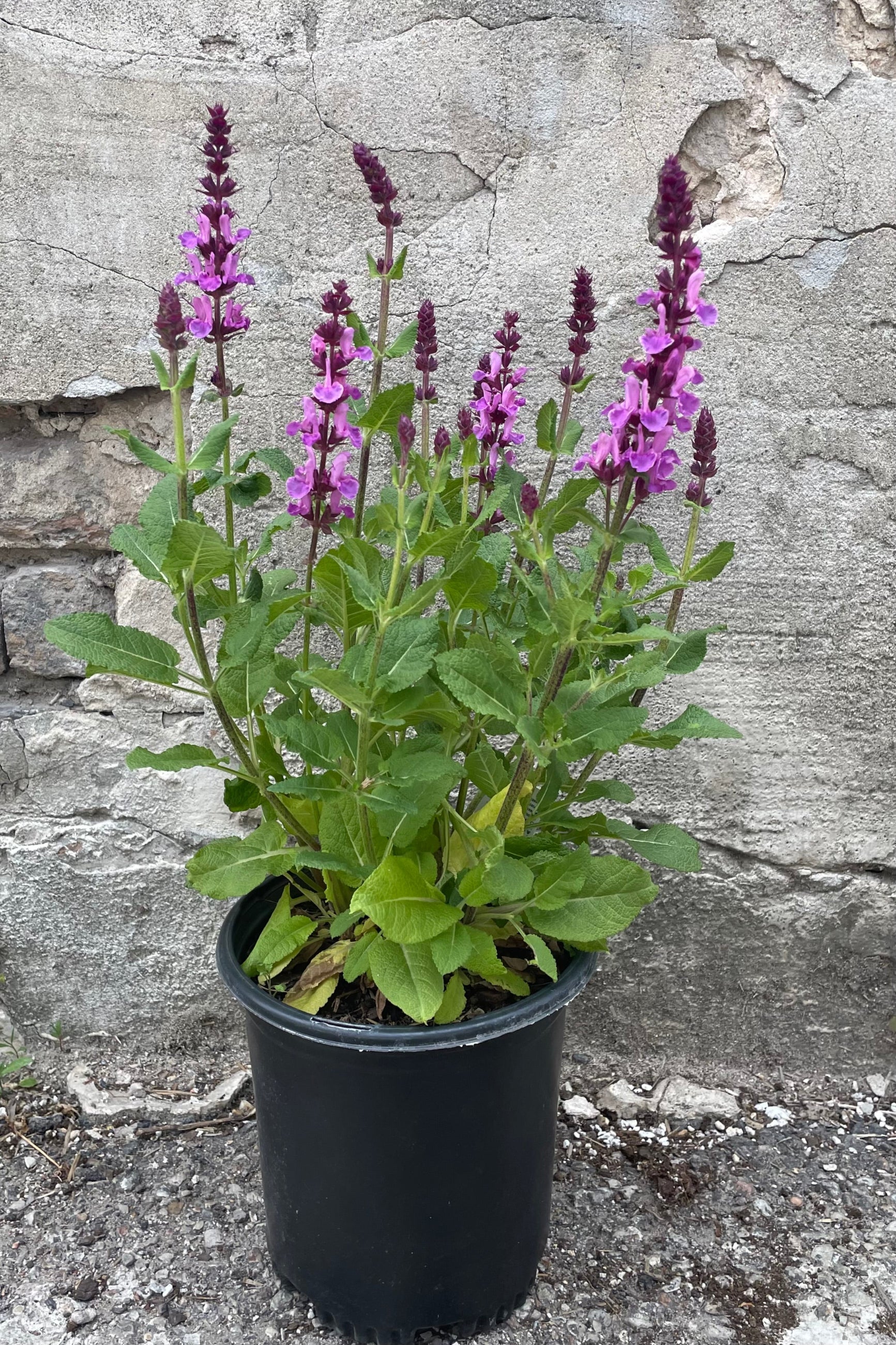 Saliva 'Rose Marvel' in a #1 growers pot in the beginnings of bloom stage the end of May with its violet flowers on stalks.©Sprout Home