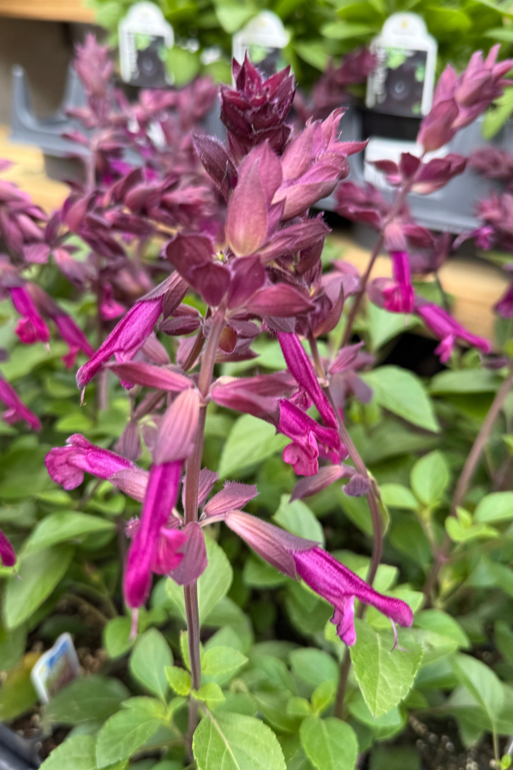 Saliva "Love and Wishes' in bloom with its magenta flowers up close middle of May ©Sprout Home