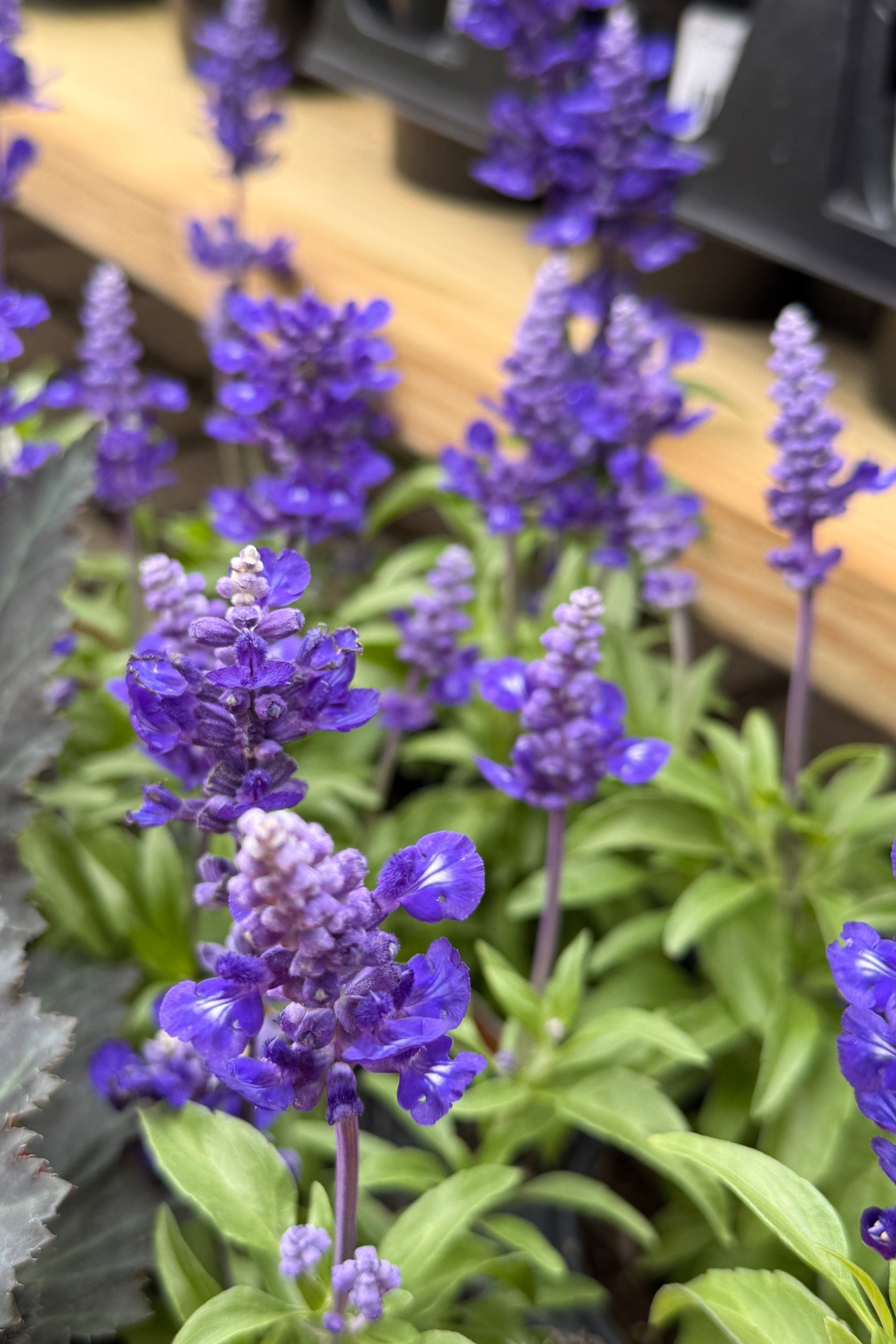 Salvia 'Midnight Candle' blooming the beginning of May ©Sprout Home