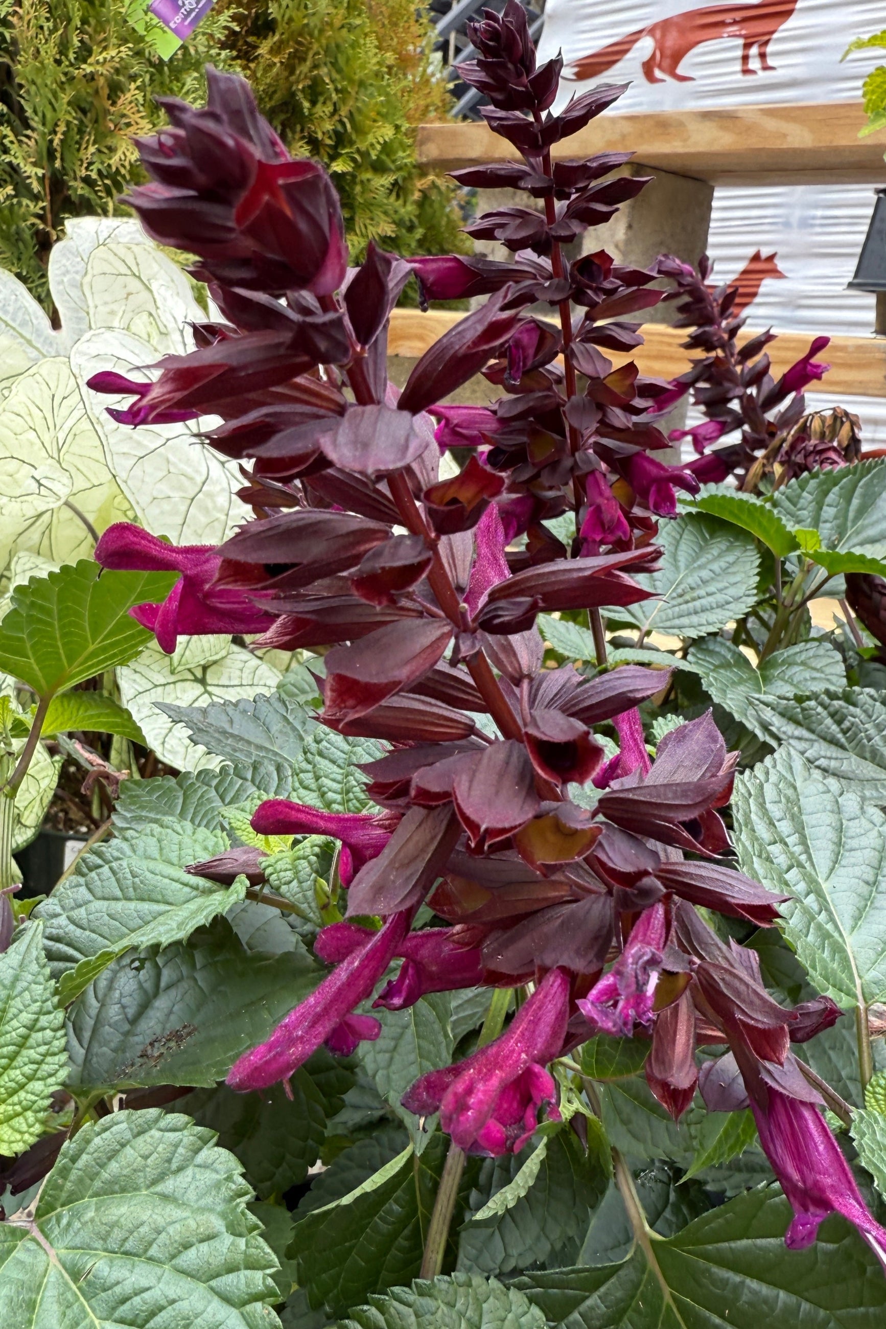 Salvia 'Plum Crazy' blooms the beginning of May ©Sprout Home