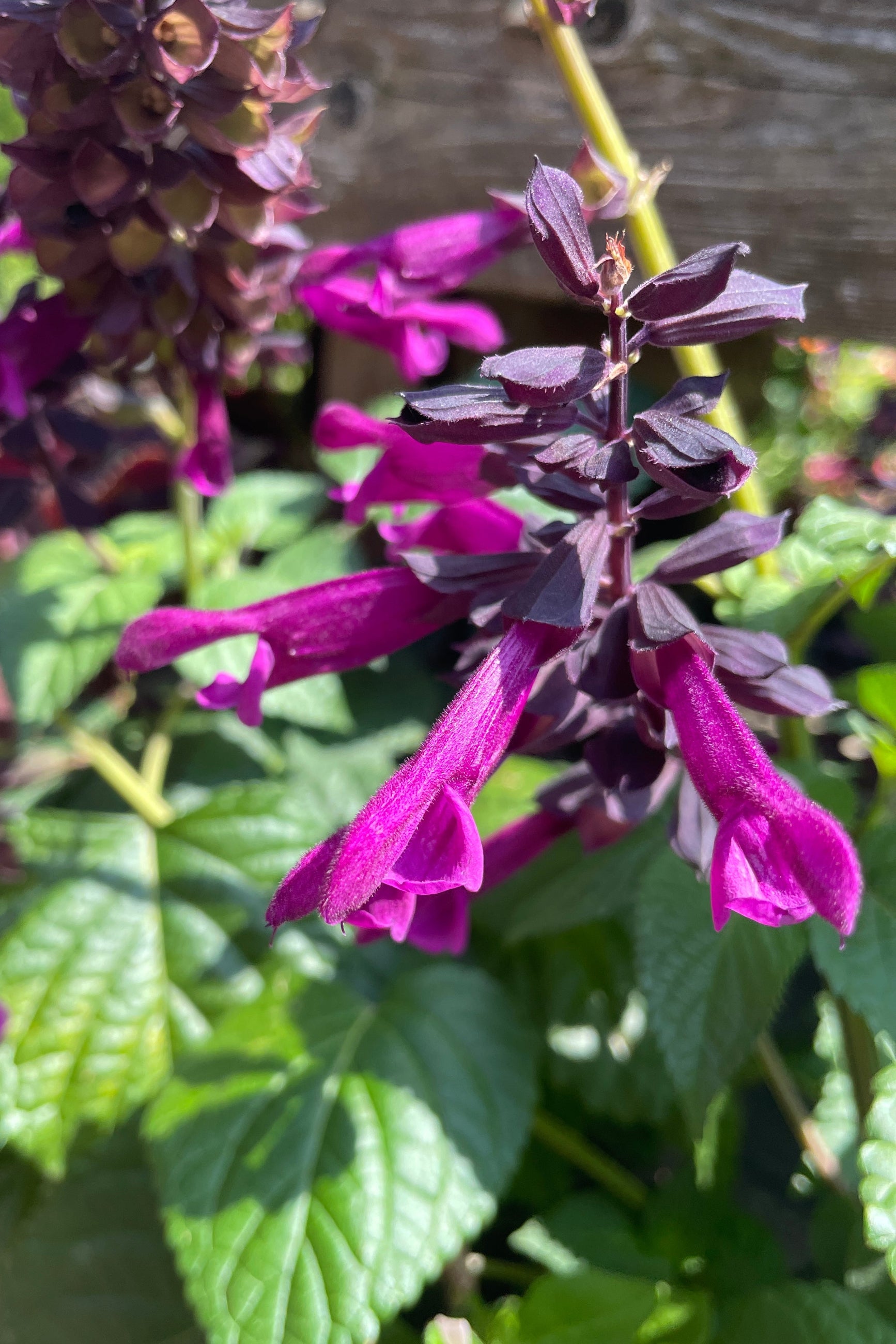 Salvia 'Plum Crazy' blooming mid June showing its purple flowers up close at SPROUT HOME. ©Sprout Home
