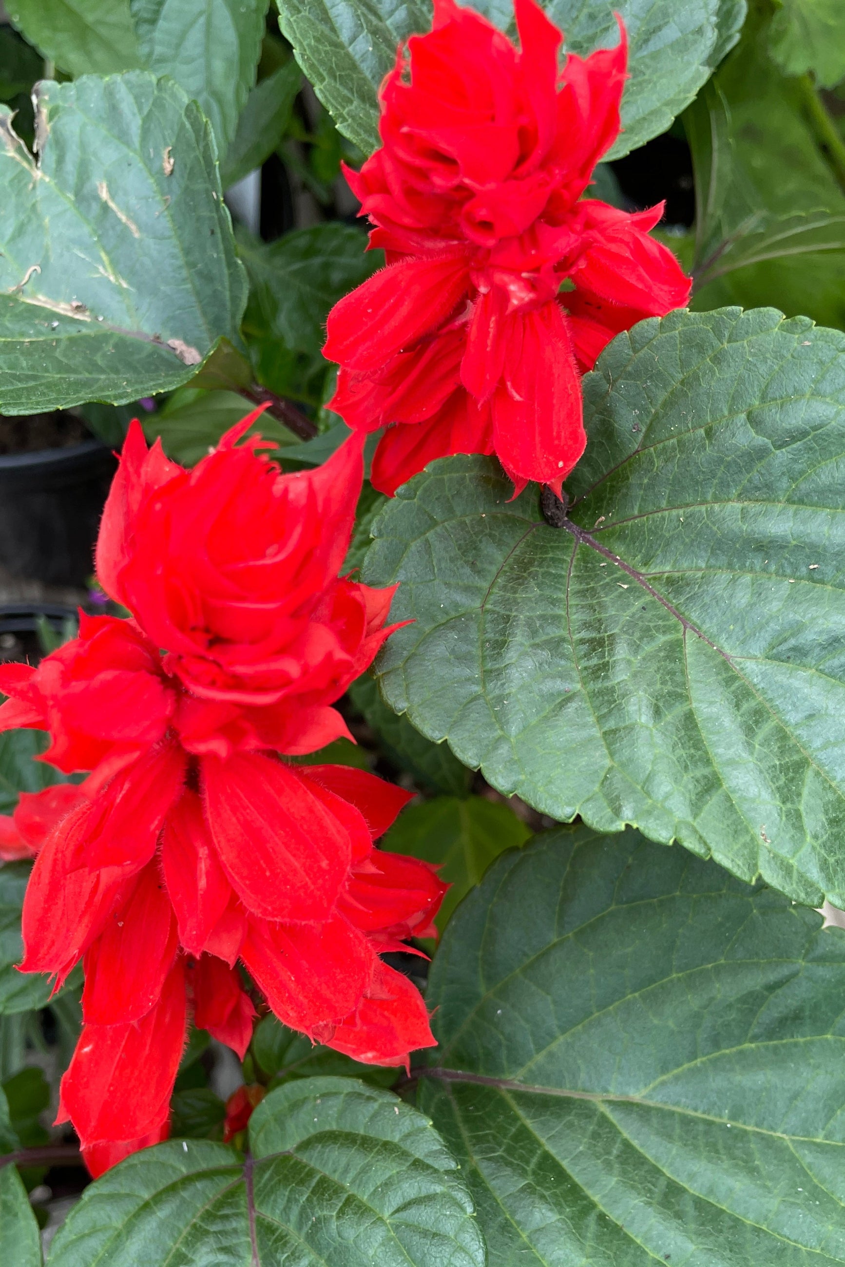The Salvia 'Vista Red' annual in bloom mid May at Sprout Home ©Sprout Home