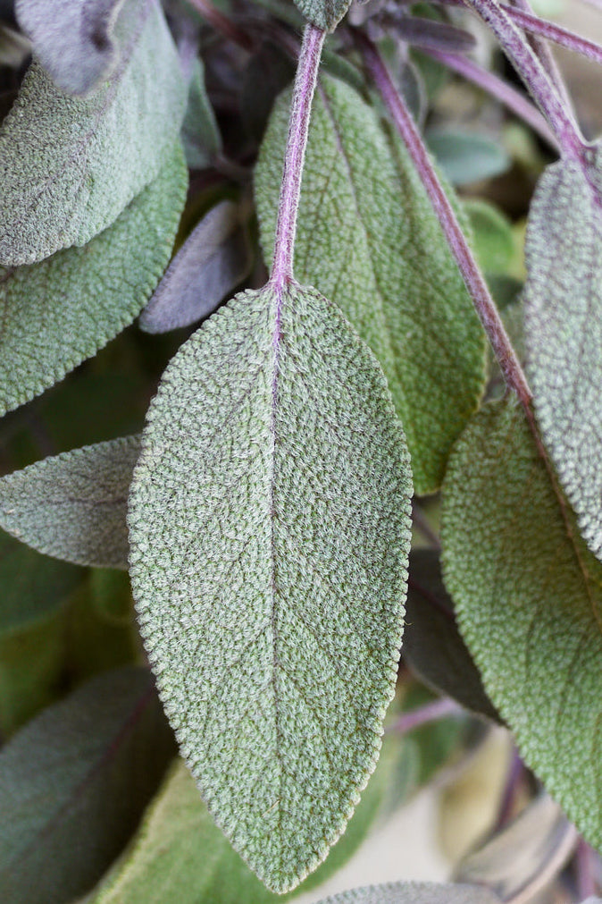 Close-up of green Salvia officinalis "Purple Sage" leaves with a blurred background ©Sprout Home