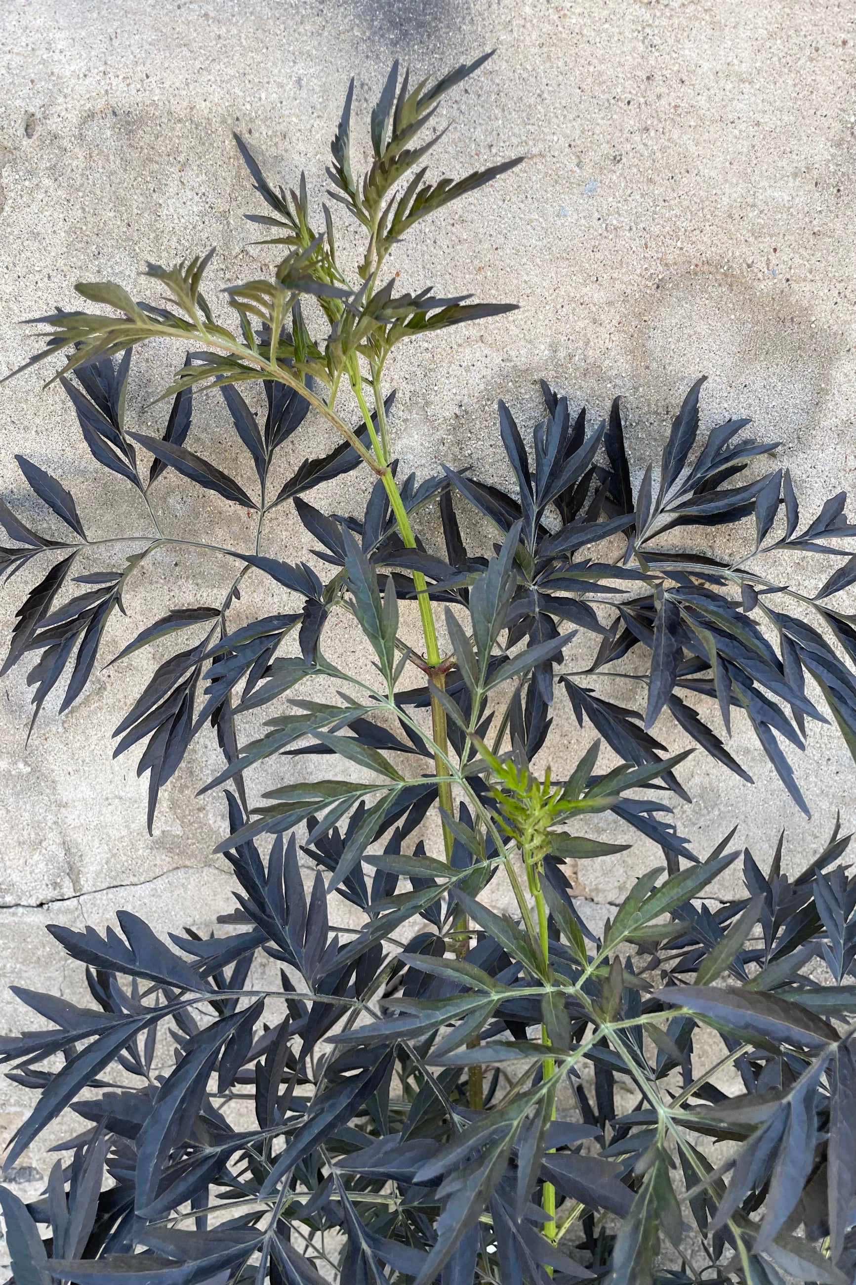 Up close picture of the dark black serrated leaves of a Sambucus 'Black Lace' in the end of May ©Sprout Home