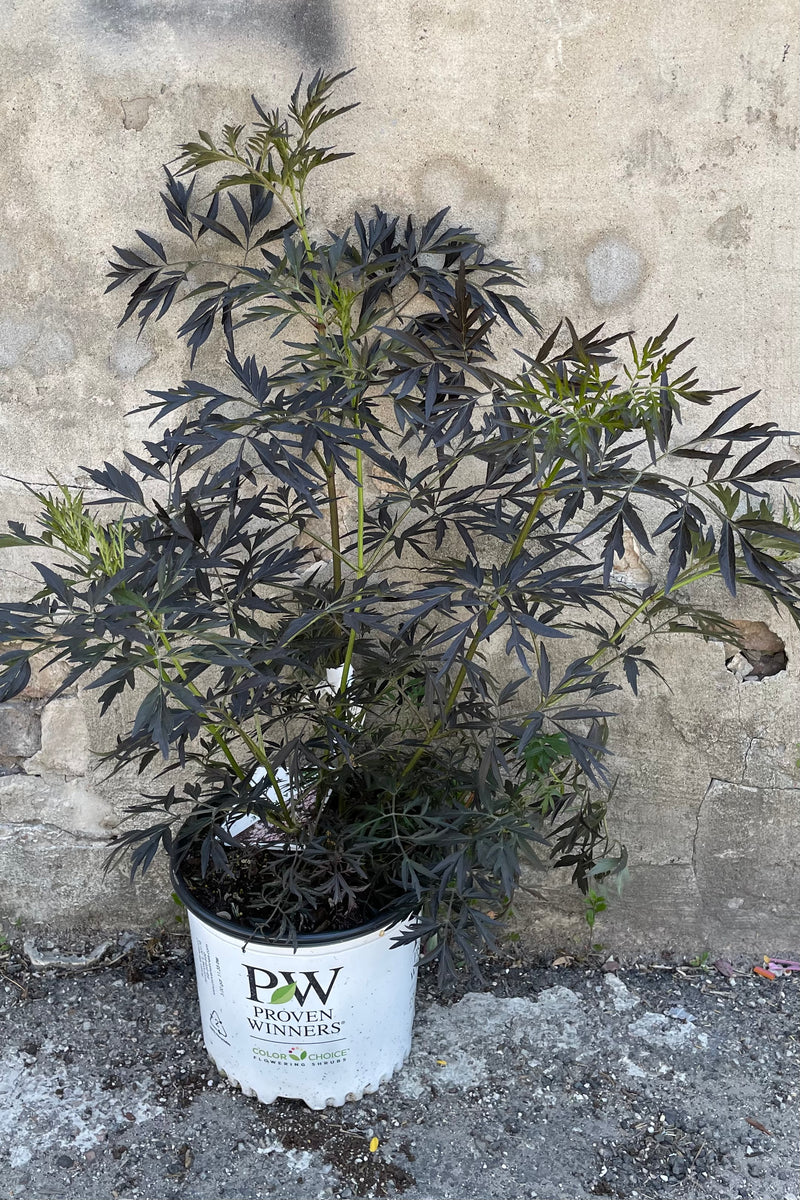 Sambucus 'Black Lace' in a #3 growers pot showing off its black serrated wild leaves the end of May