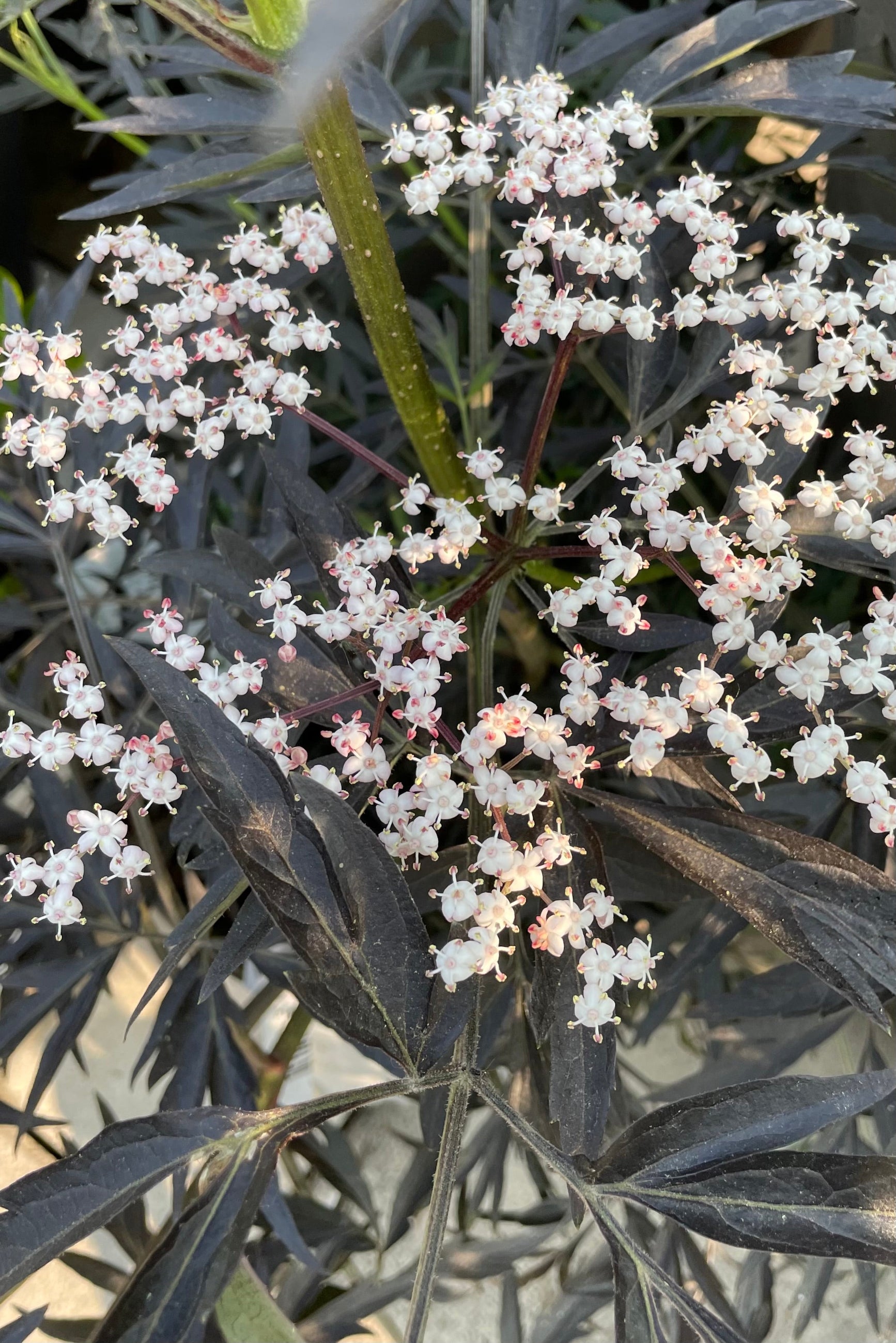 The cluster of white flowers on the Sambucus 'Black Lace' in June. ©Sprout Home