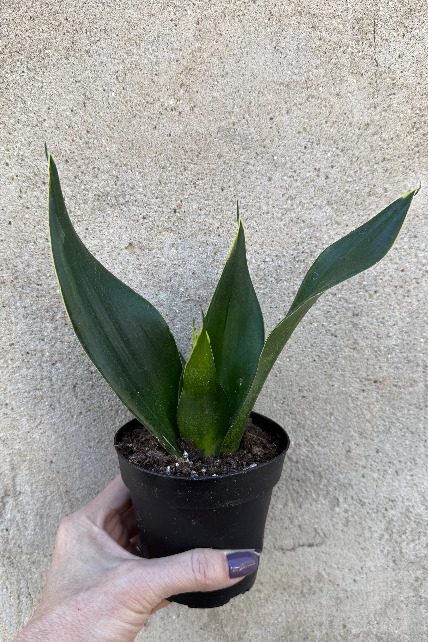 Sansevieria 'Black Diamond' plant in a 4" growers pot held by a hand against a concrete wall ©Sprout Home