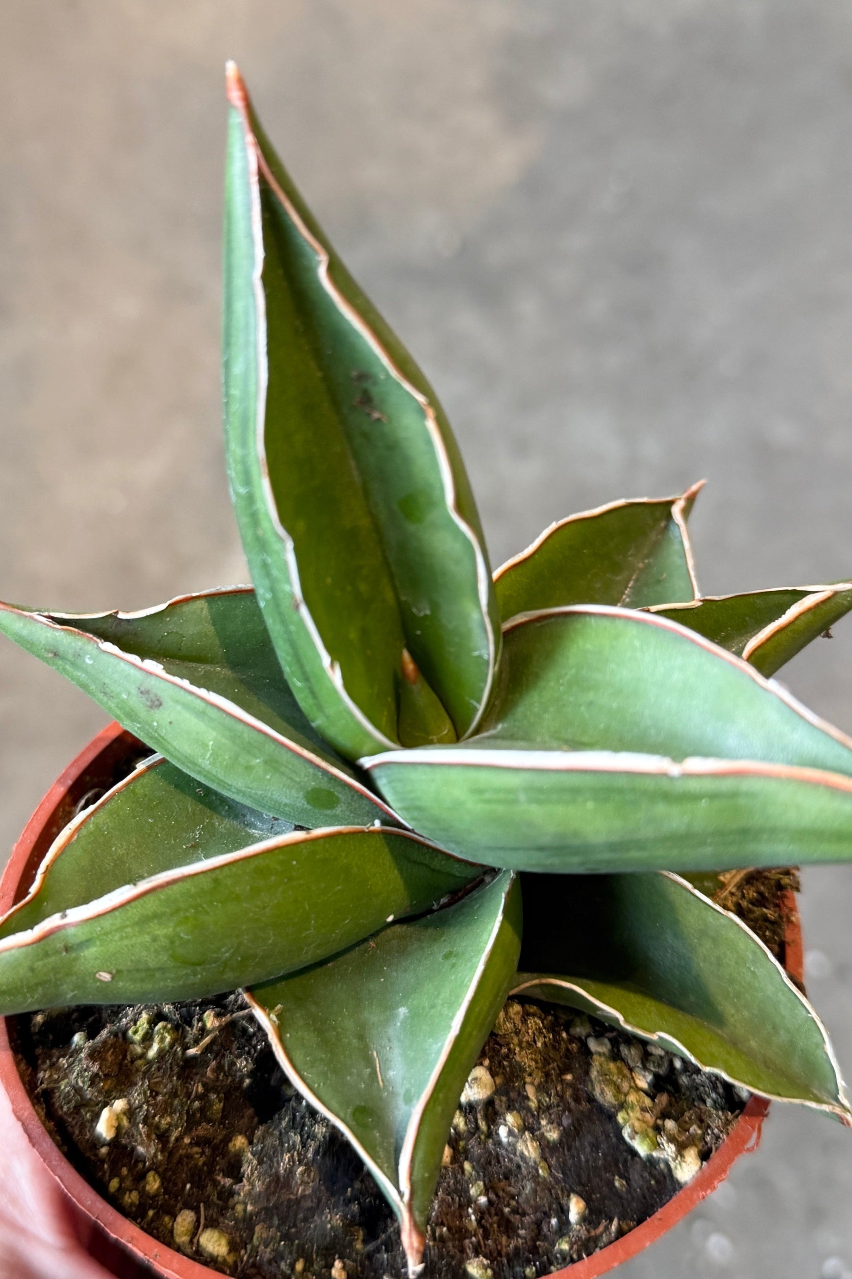 Potted Sansevieria ehrenbergii 'Samurai Dwarf' 4" plant with green leaves on a neutral background ©Sprout Home