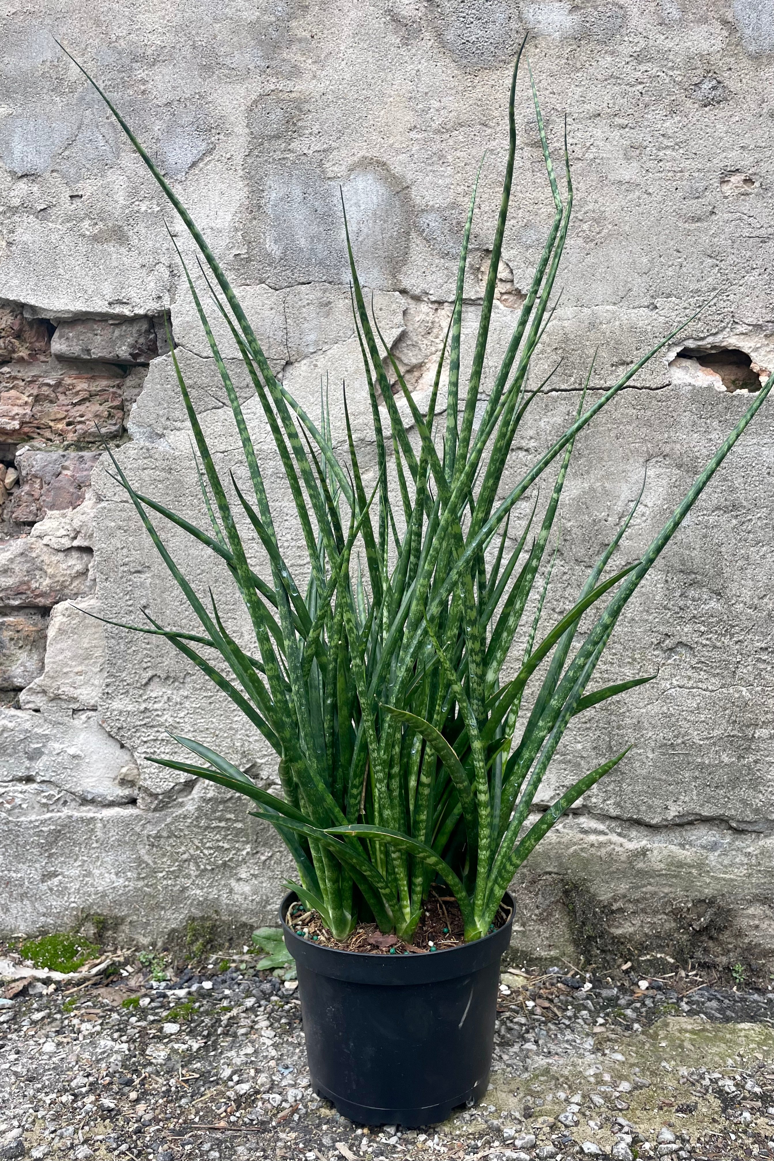 Photo of a Sansevieria snake plant 'Fernwood Mikado' long narrow green leaves in a black pot against a cement wall.