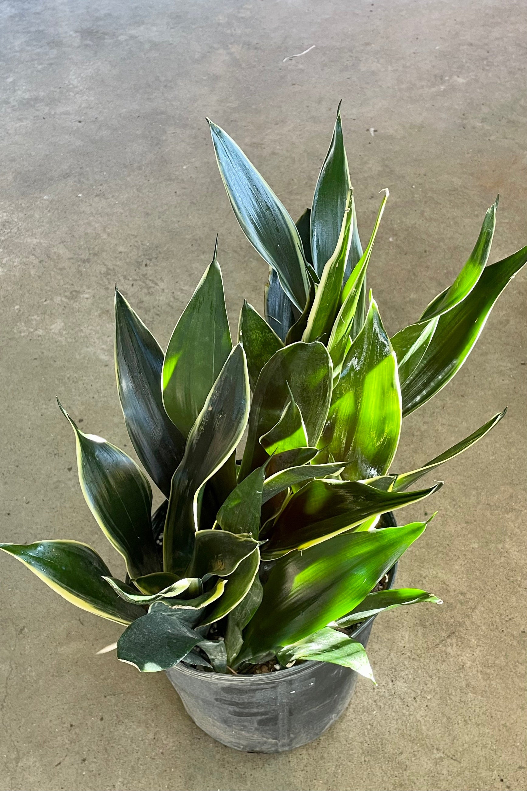 Photo of Sansevieria "Snake Plant" 'Fabit' with stout, broad dark green leaves and a pale margin in a black pot against a concrete background. ©Sprout Home
