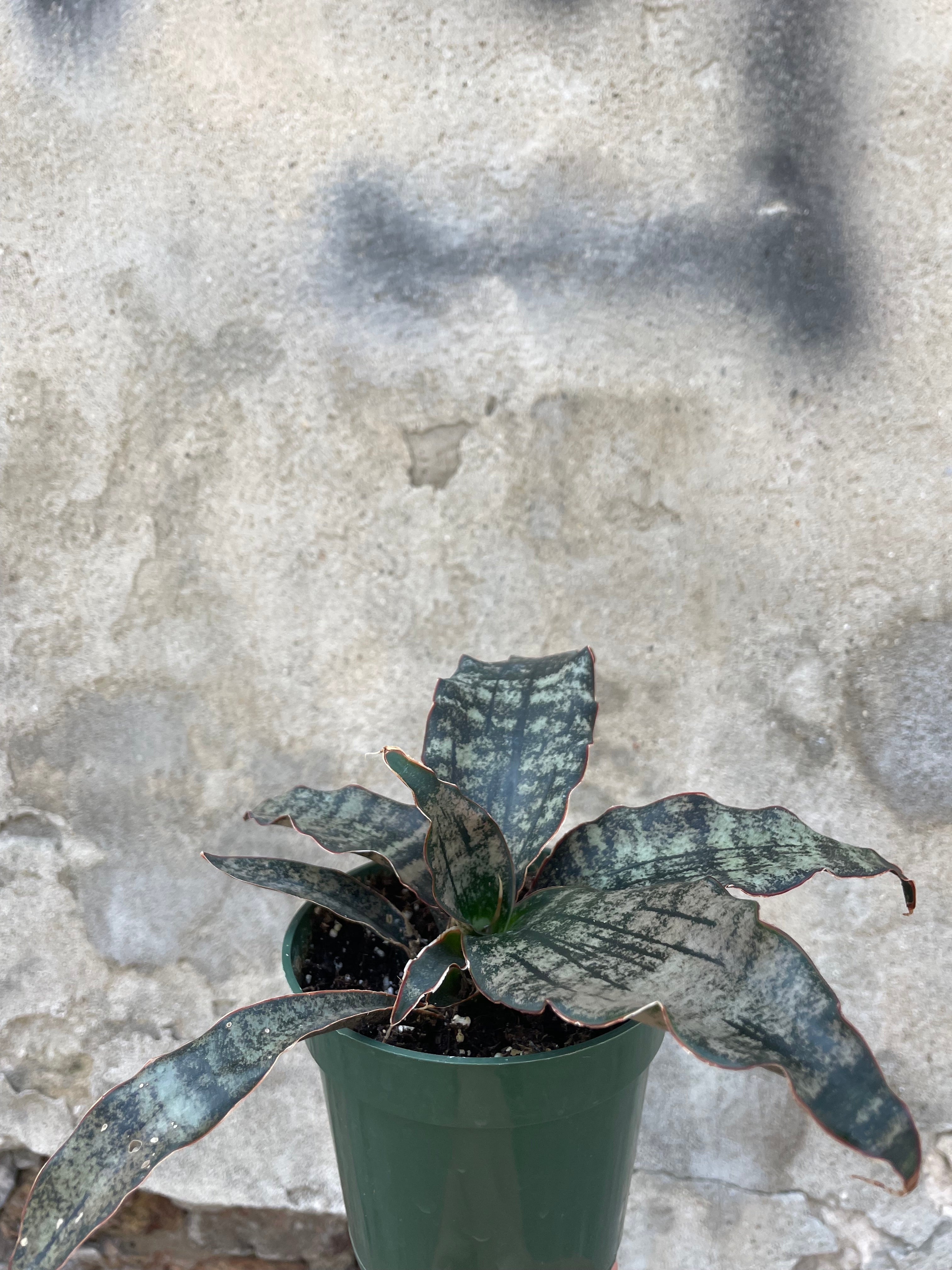 Sansevieria kirkii 'Coppertone' in a 4" growers pot sitting on a concrete floor at Sprout Home.