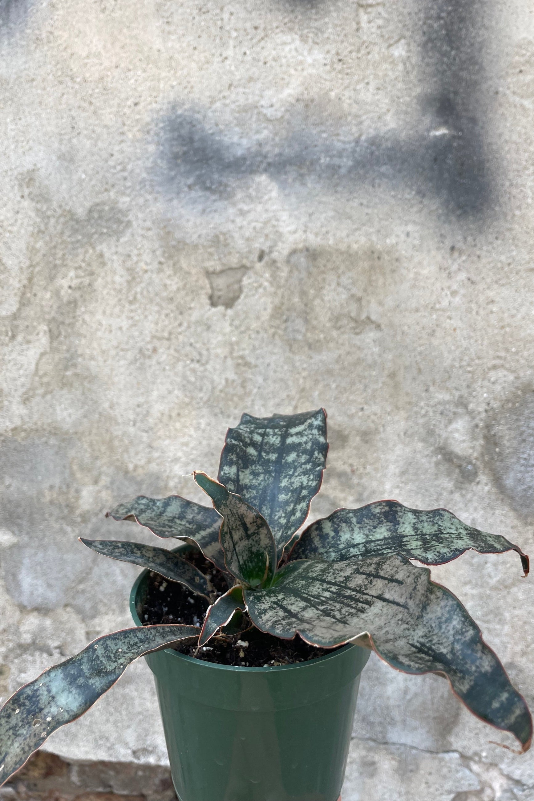 Sansevieria kirkii 'Coppertone' in a 4" growers pot sitting on a concrete floor at Sprout Home. ©Sprout Home