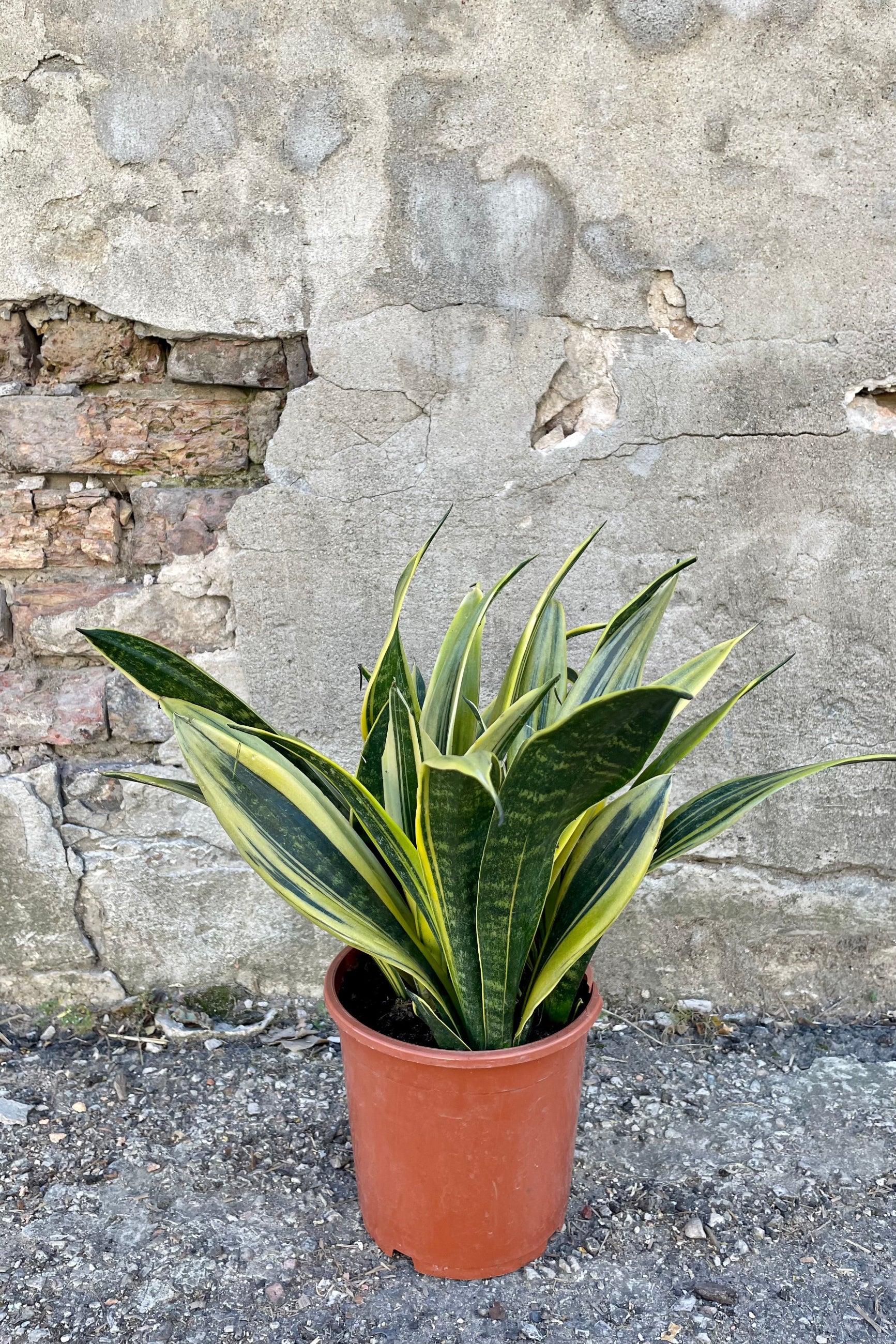 The Sanseviera 'La Rubia' sits pretty in its 8 inch pot against a cement wall. ©Sprout Home