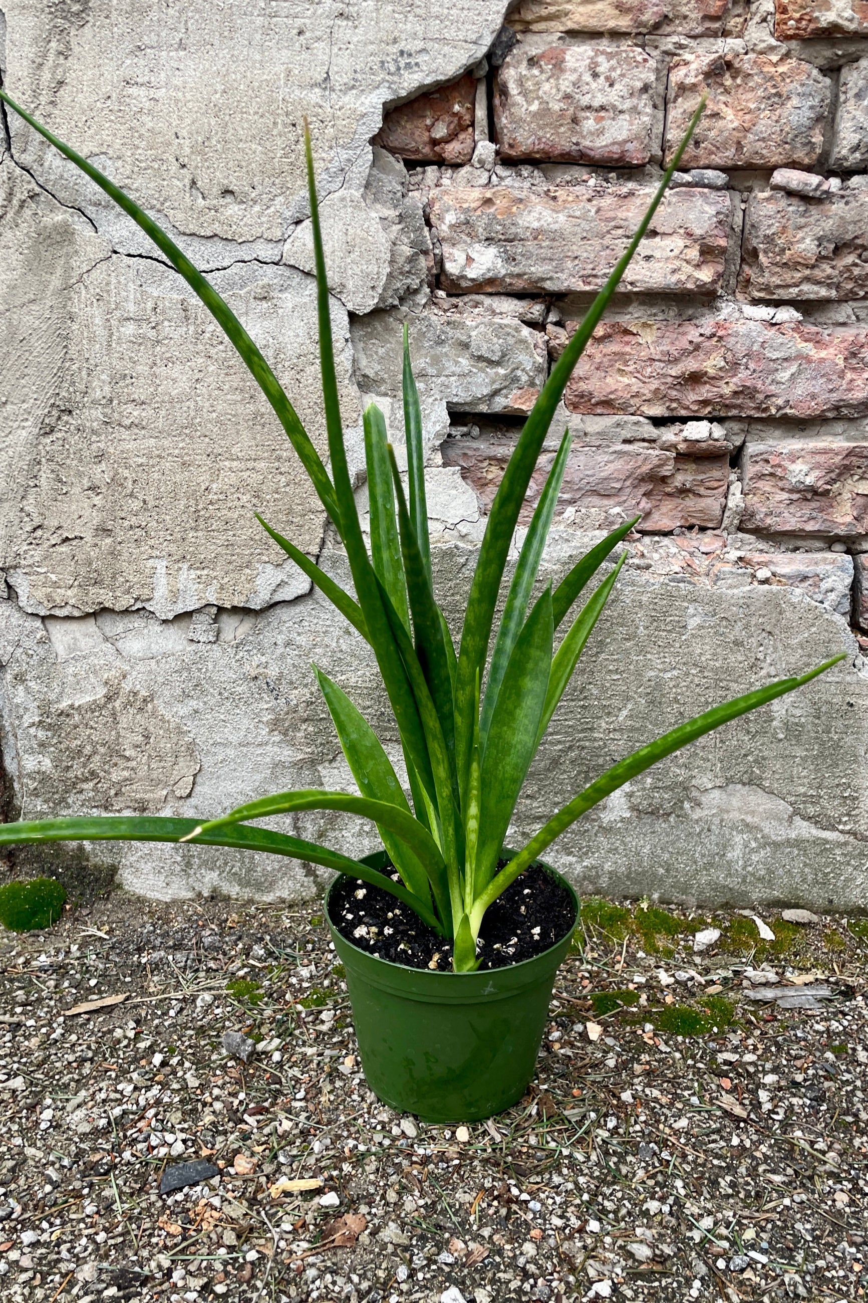 Sansevieria parva "Kenya Hyacinth" in a 6" growers pot against a brick and concrete wall at SPROUT HOME ©Sprout Home
