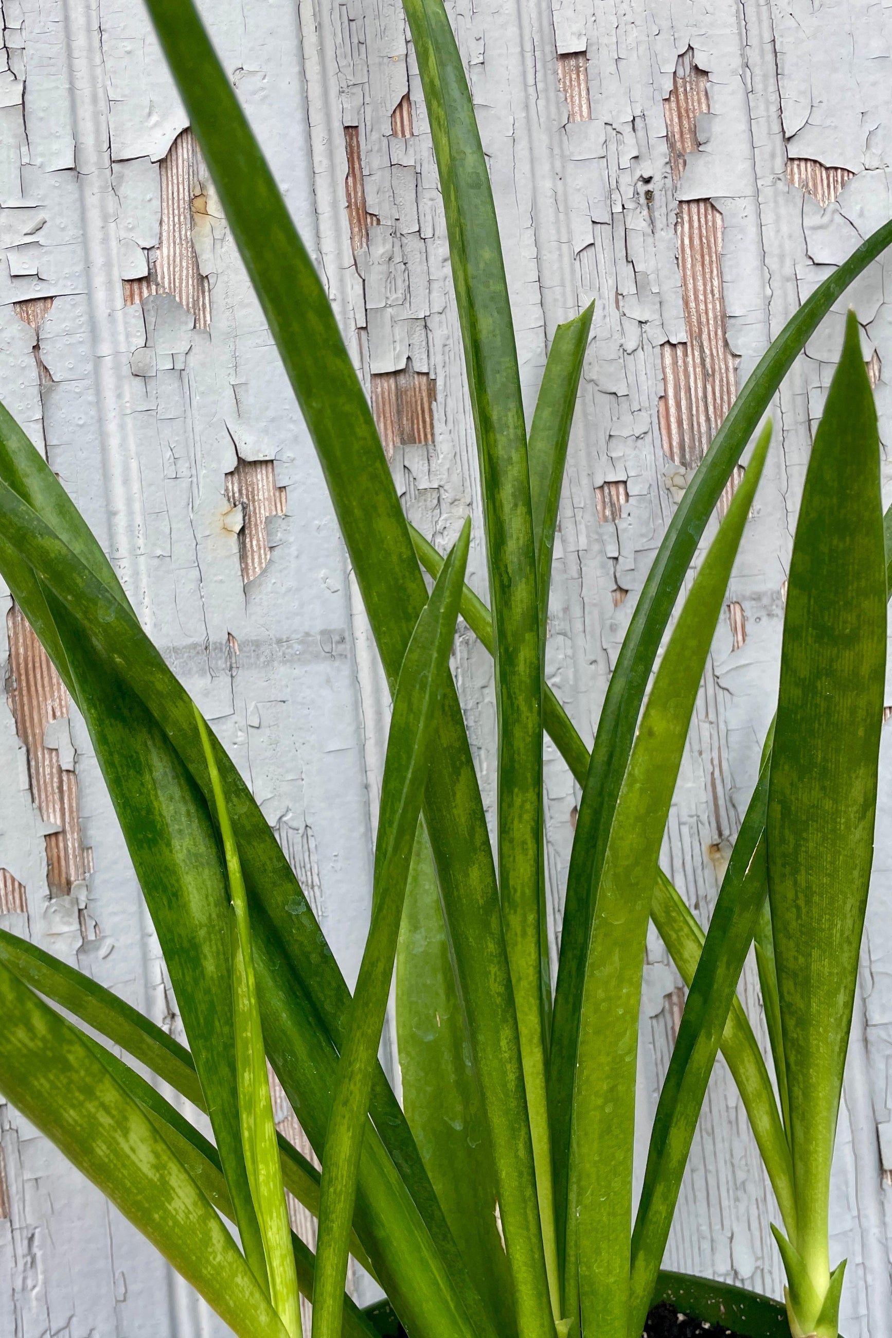 Detail of a Sansevieria parva plant showing its strappy greens leaves at SPROUT HOME ©Sprout Home