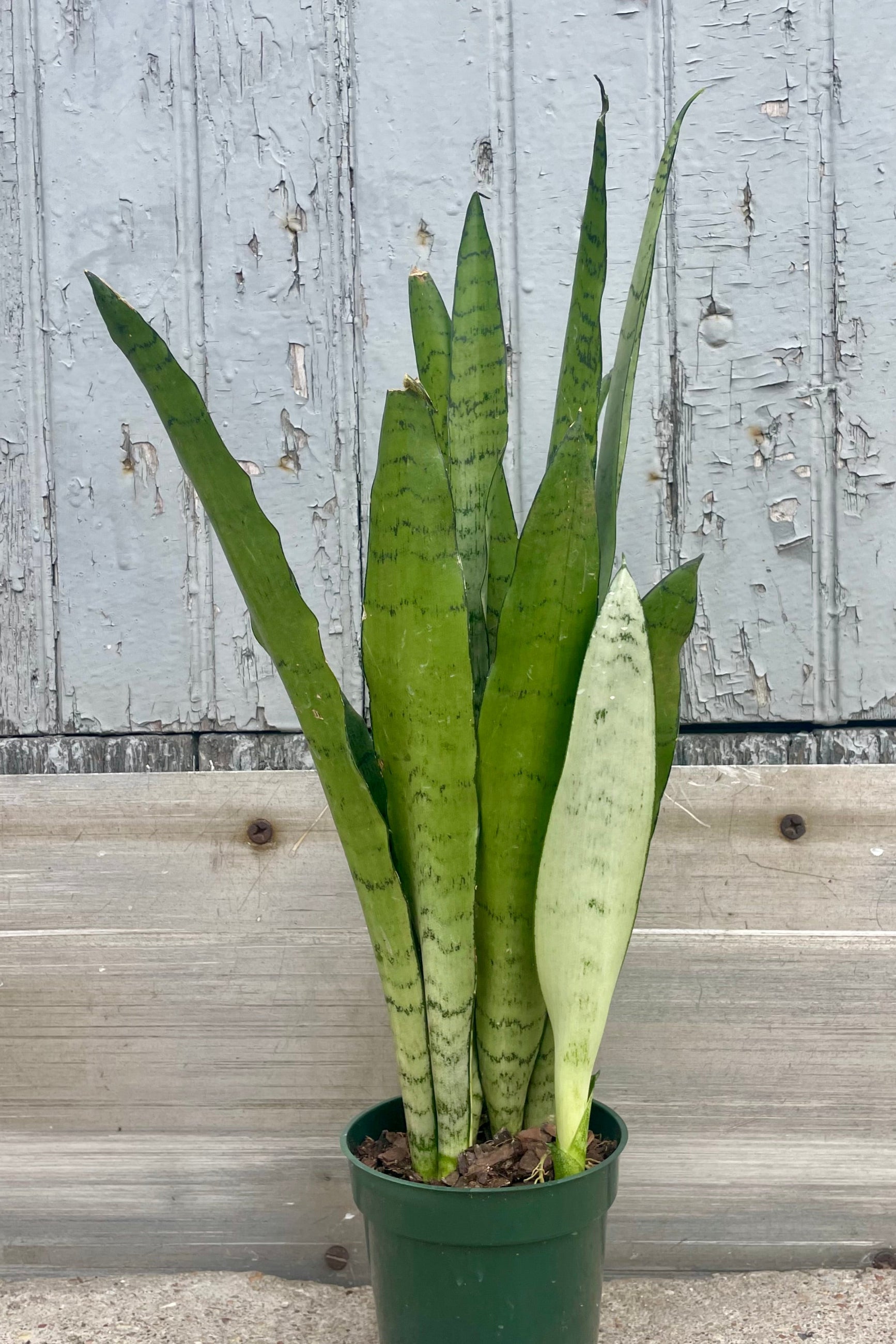 snake plant green Sansevieria 'Spearmint' 4