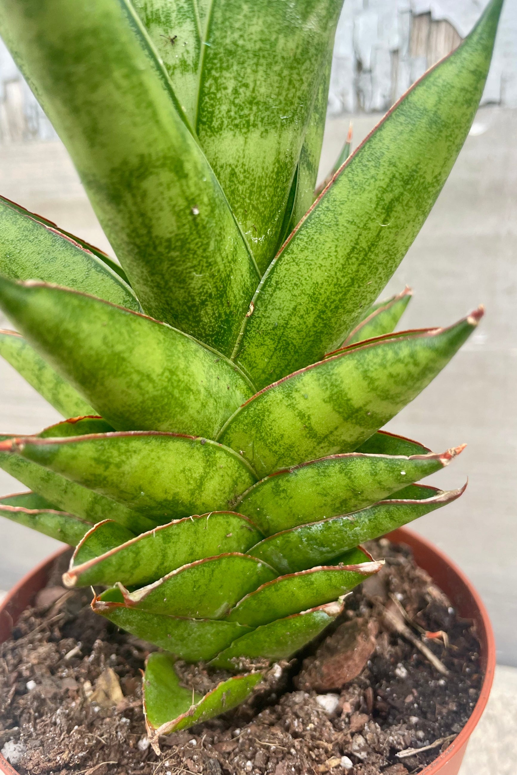Close Photo of the dense leaves of Sansevieria 'Tower' ©Sprout Home
