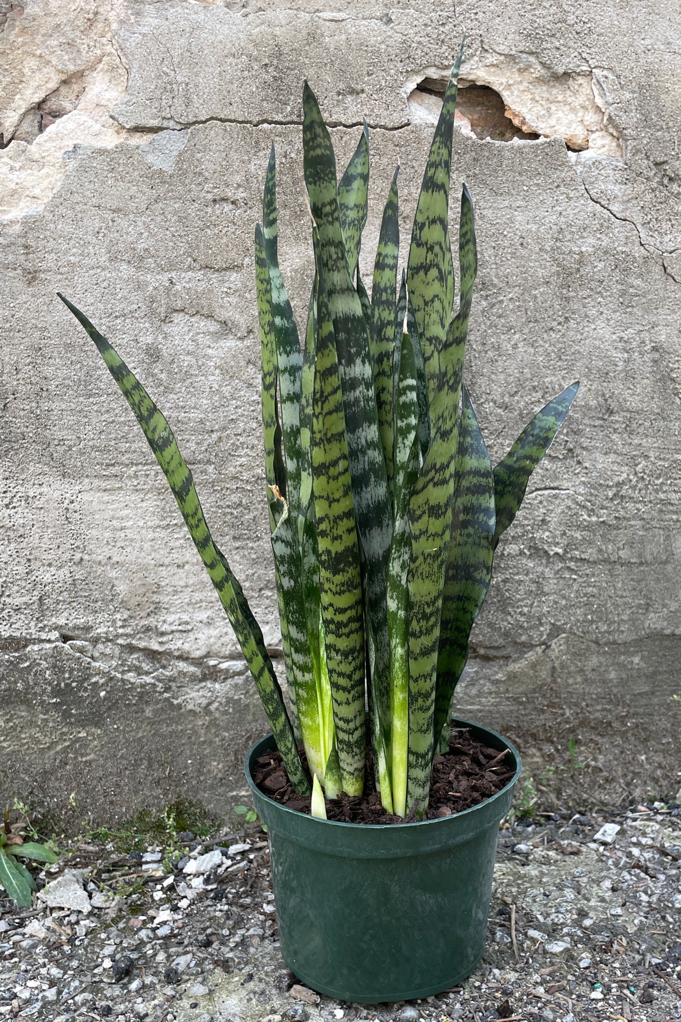 Sansevieria 'Wintergreen' in a 6" growers pot standing tall against a concrete wall at Sprout Home.
