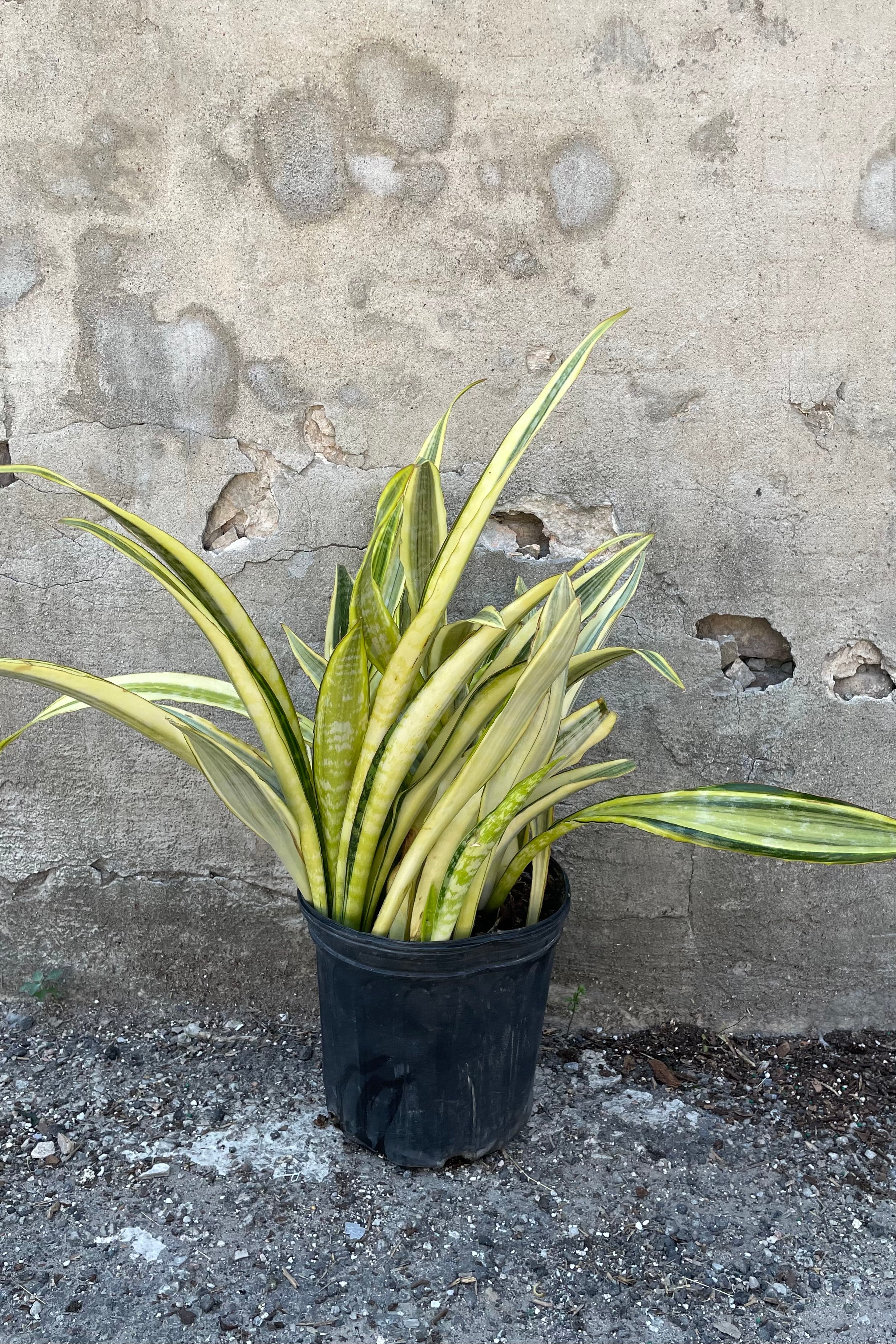 Sansevieria 'Yellowstone' in a 10" growers pot in front of a concrete wall with its thick strappy yellow and green leaves shooting up from the pot.