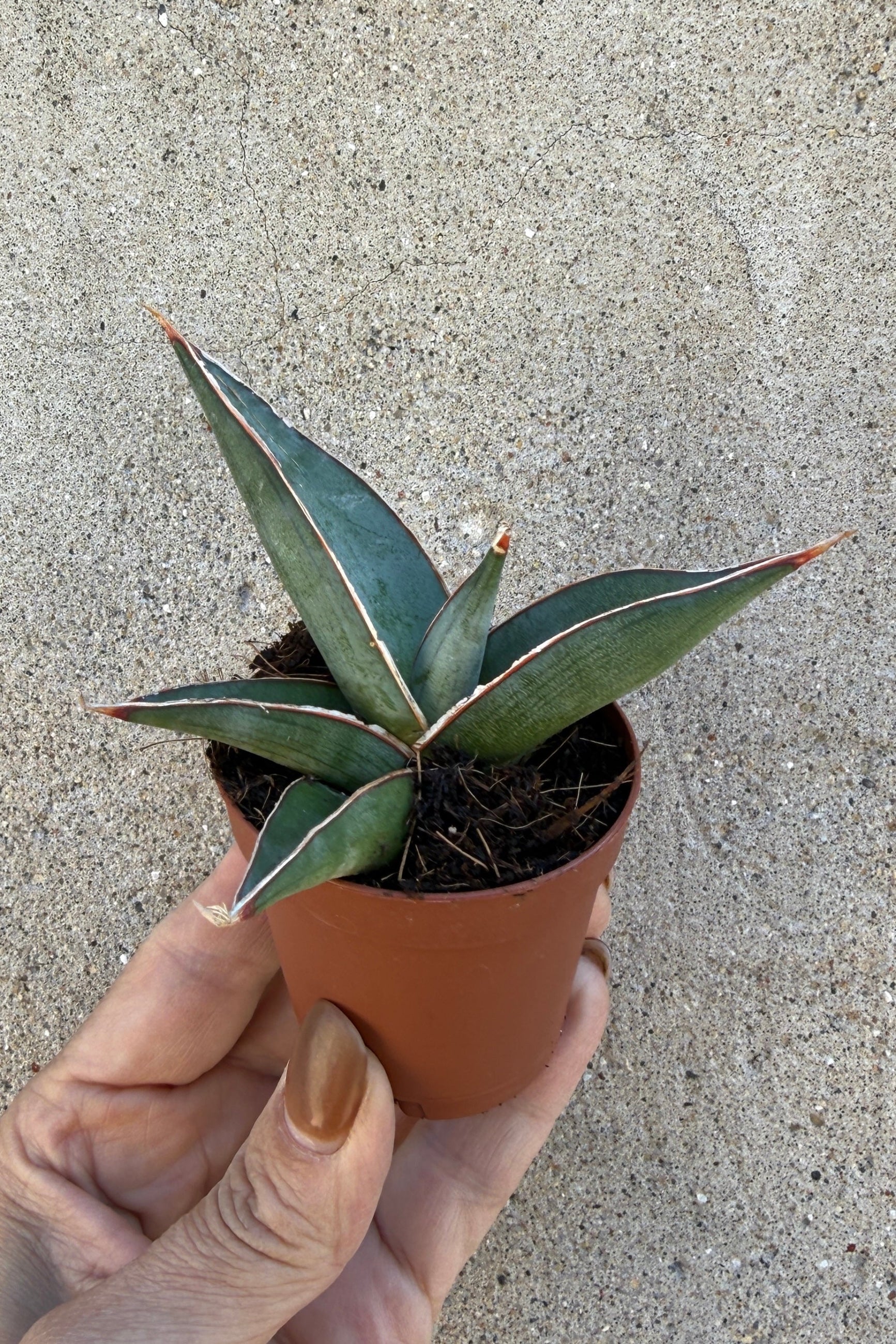 Sansevieria 'Pinguicula' in a 2" growers pot being held I hand against a concrete wall ©Sprout Home