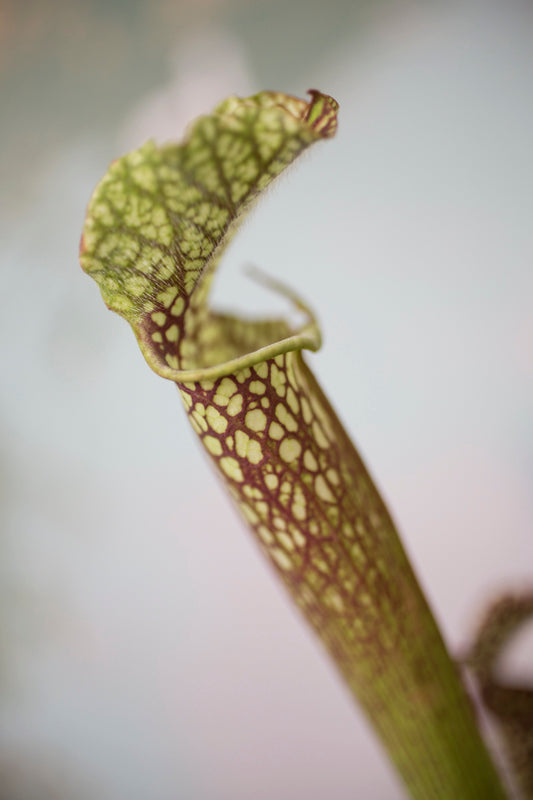 Close-up of a Sarracenia pitcher plant with a blurred background ©Sprout Home