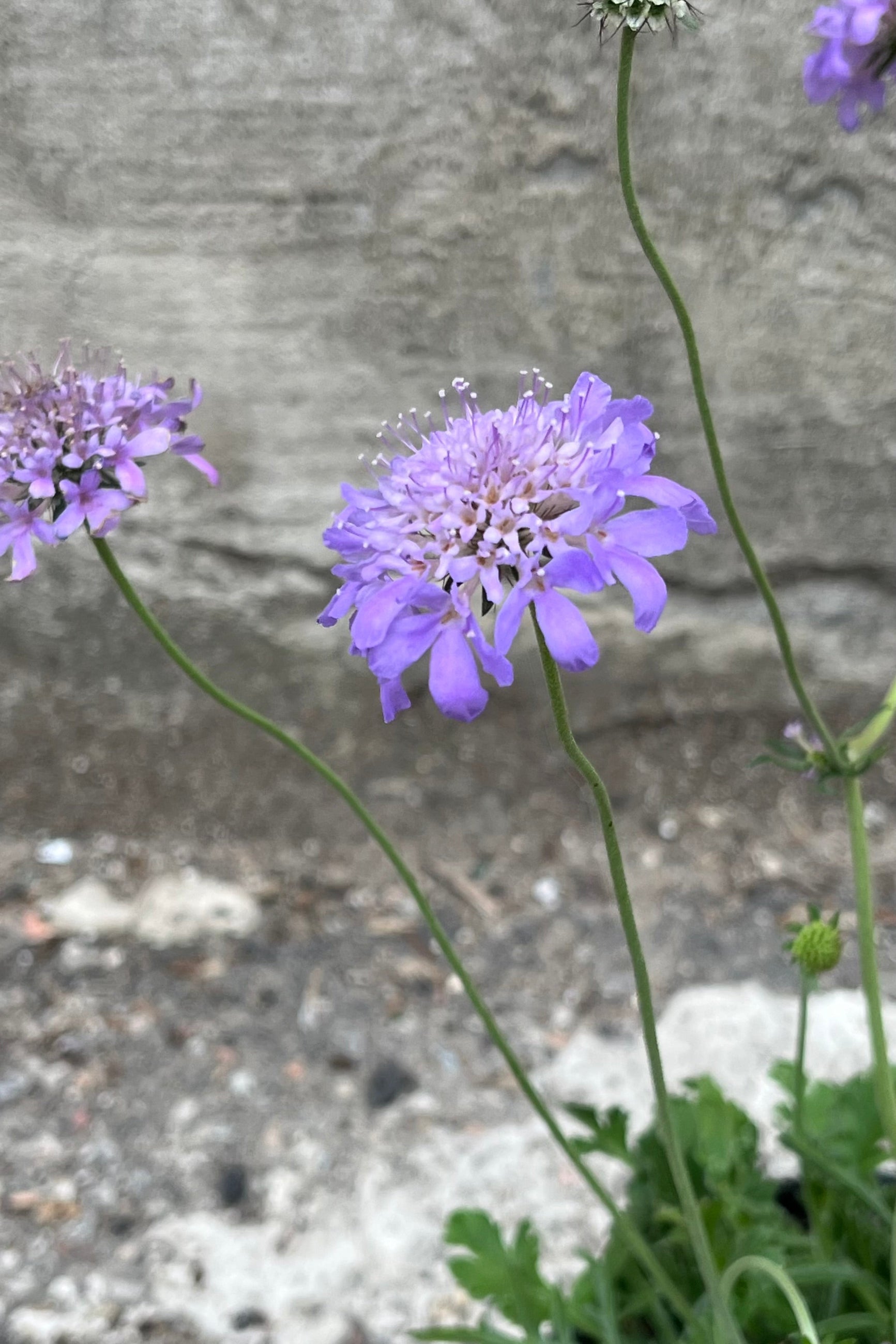 The light purple blue open flower of the Scabiosa 'Butterfly Blue' at the end of June. ©Sprout Home