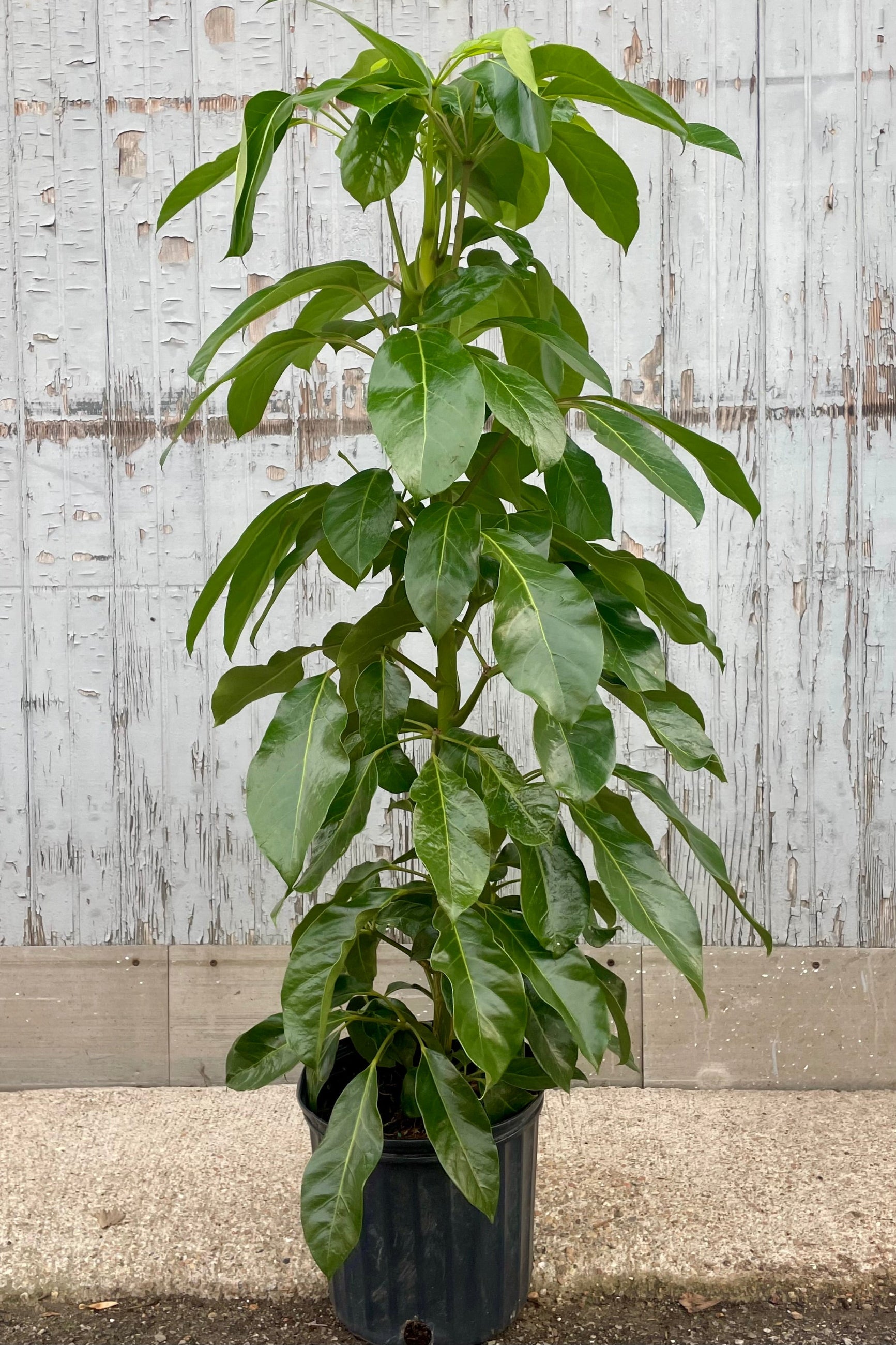 schefflera arboricola vs actinophylla Schefflera actinophylla 'Alpine' 10"